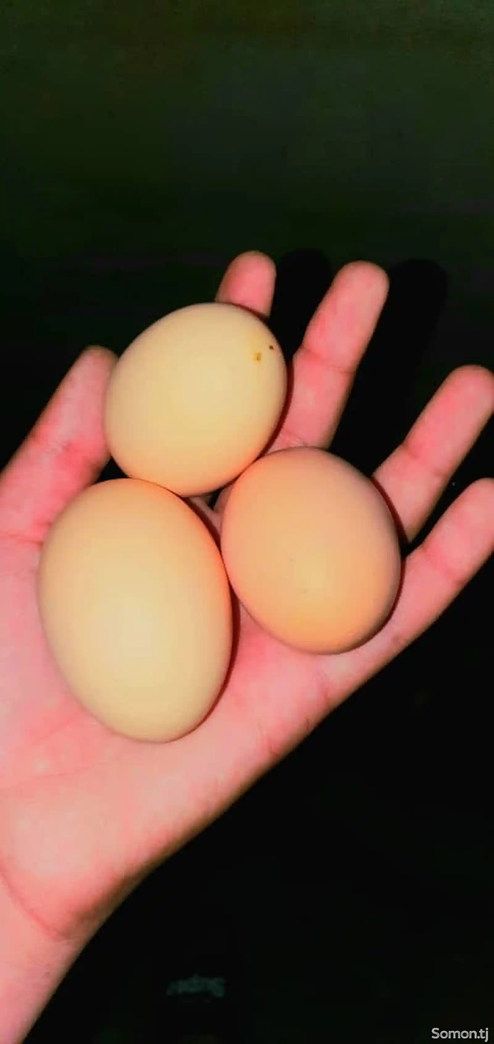 Яйца для инкубации-4