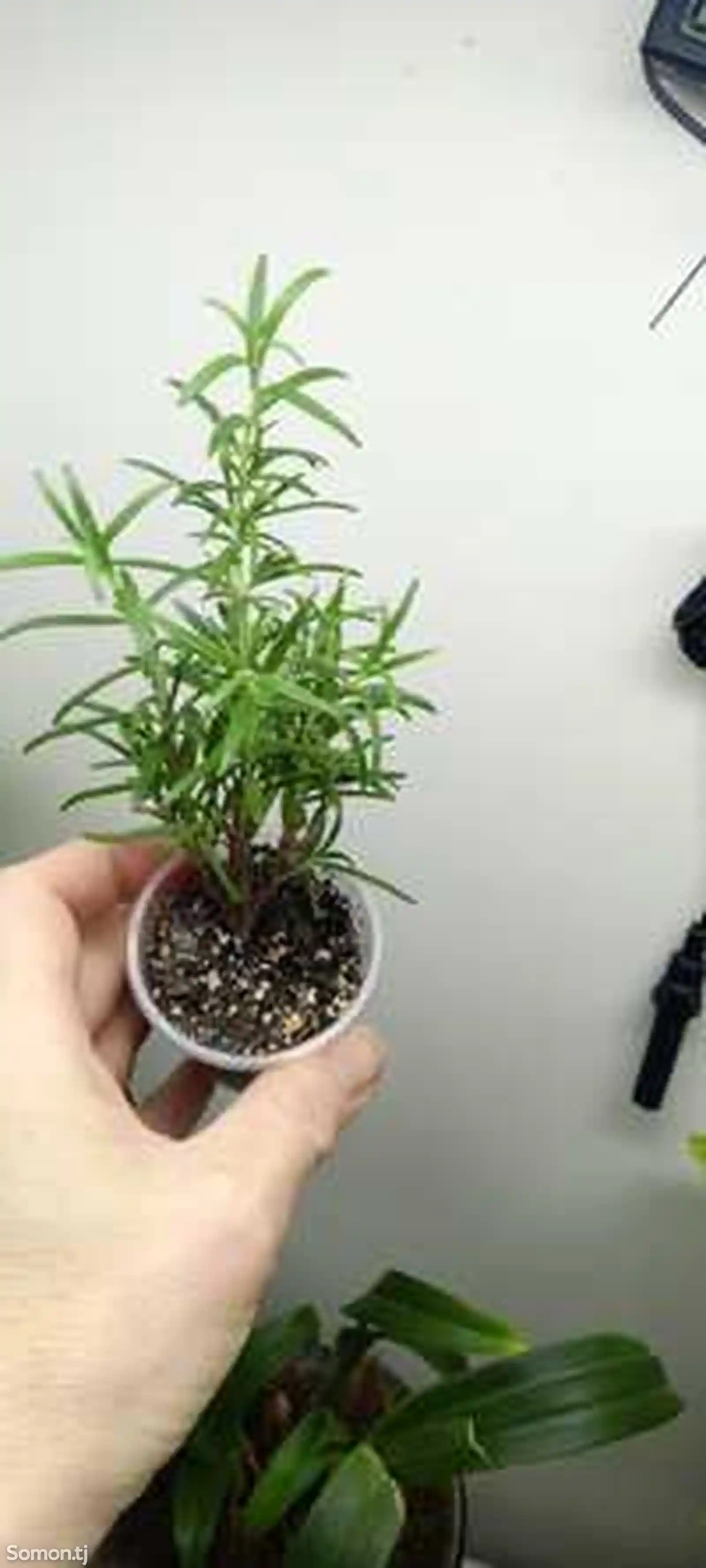Комнатные растения черники розмарина-3