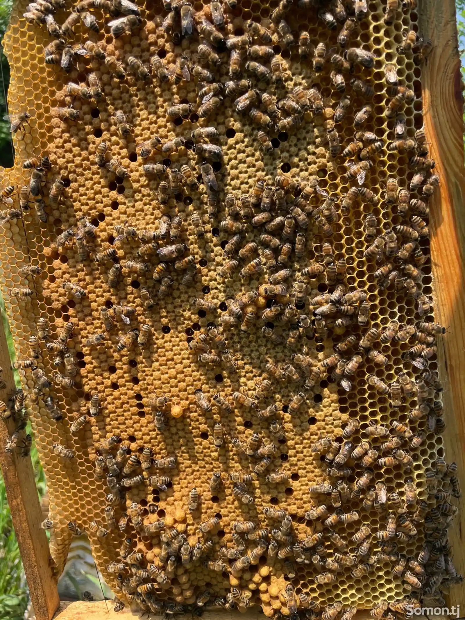 Пчелосемья-2