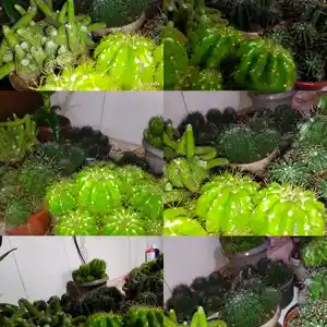 Комплект кактусов