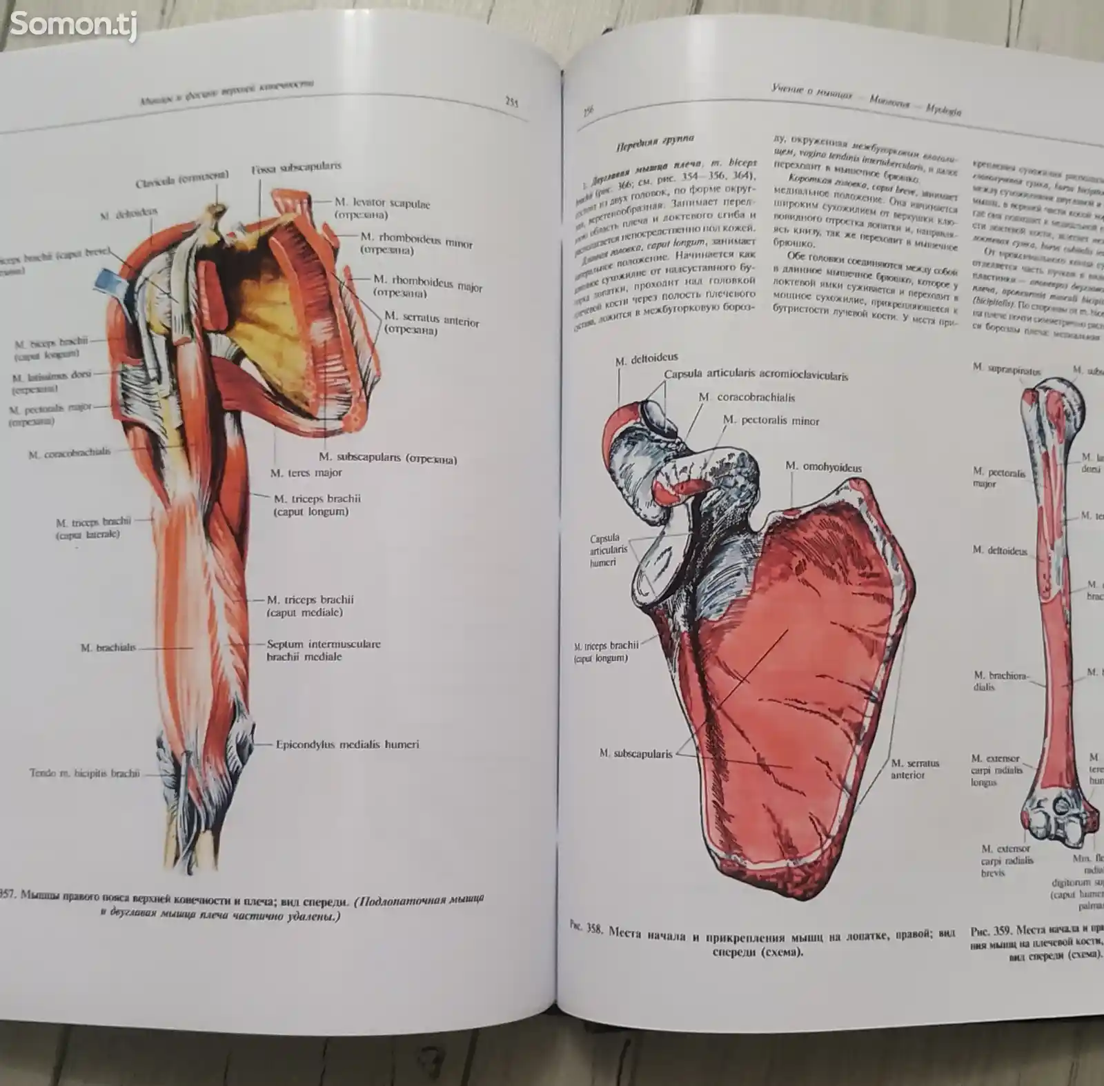Книга анатомия человека Синельников-2