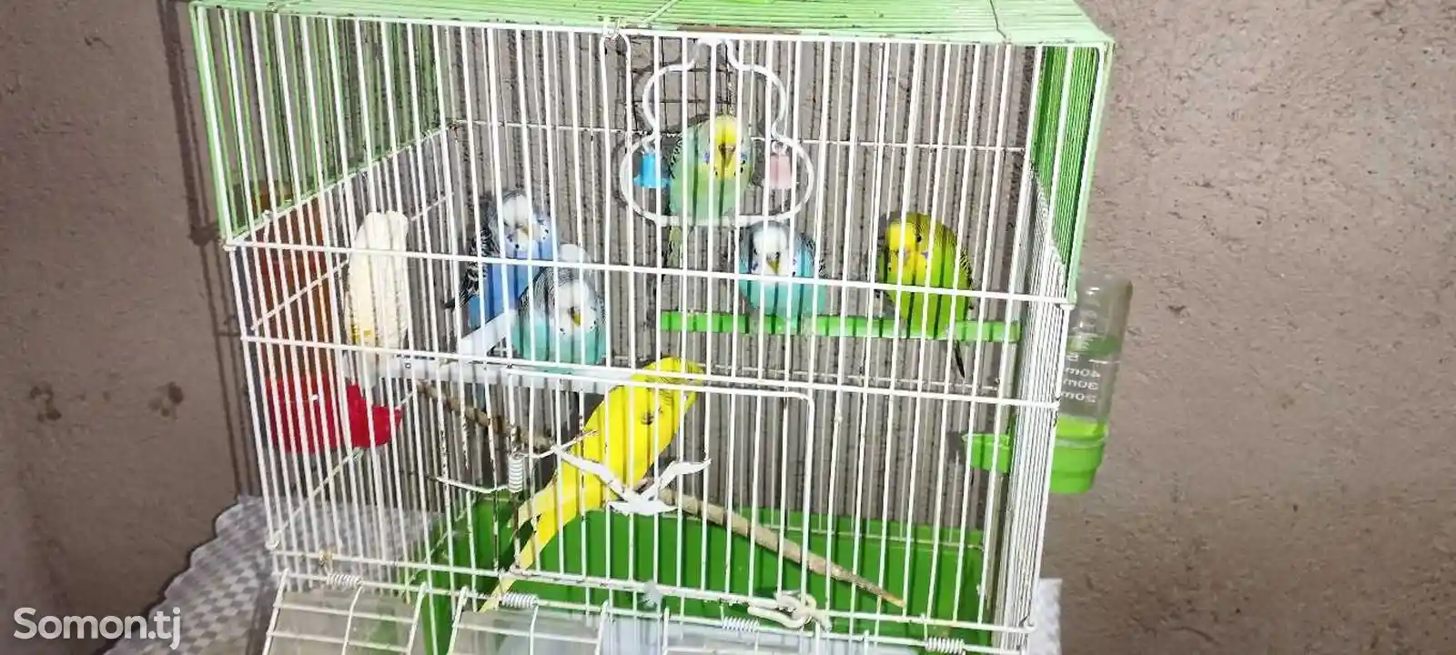 Волнистые попугаи-1