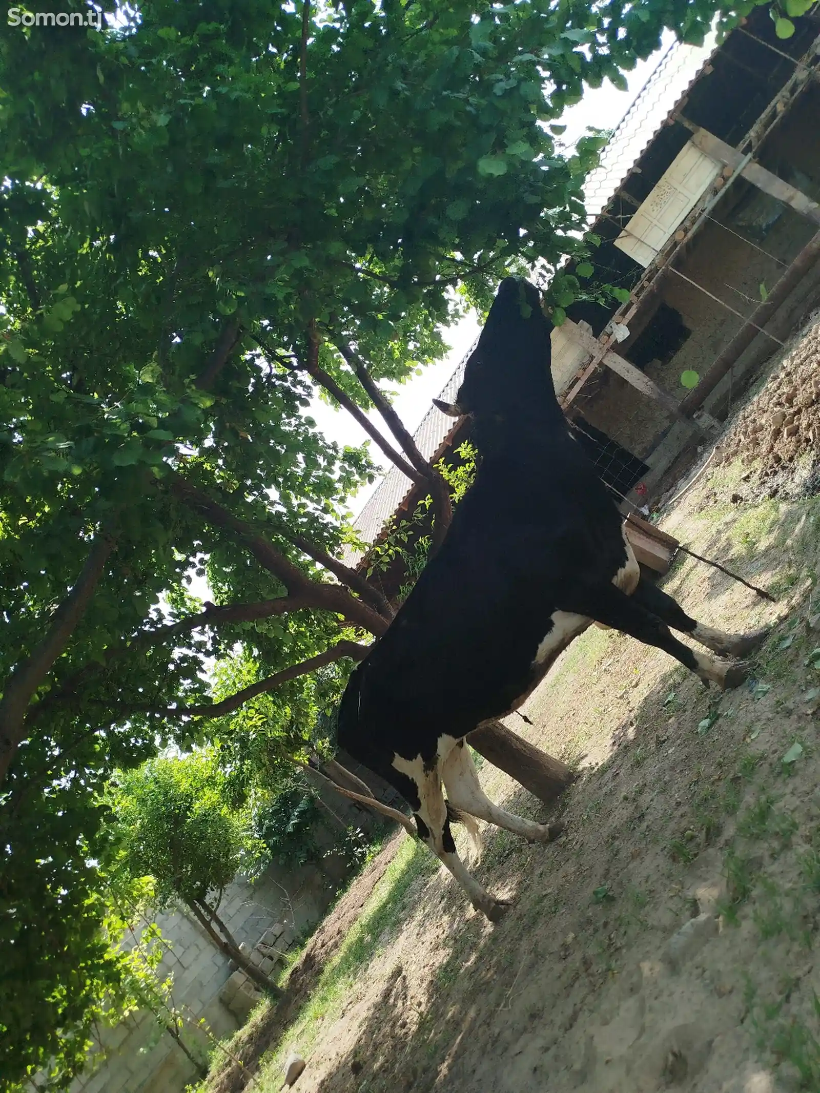 Корова чёрный пёрс-4