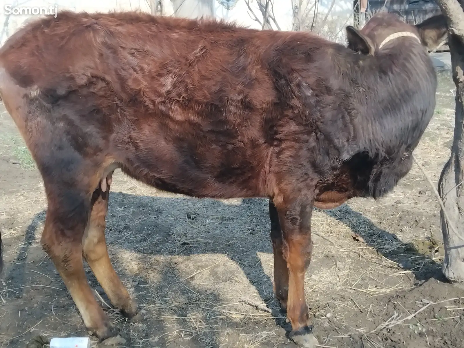 гов бо гусолааш-1