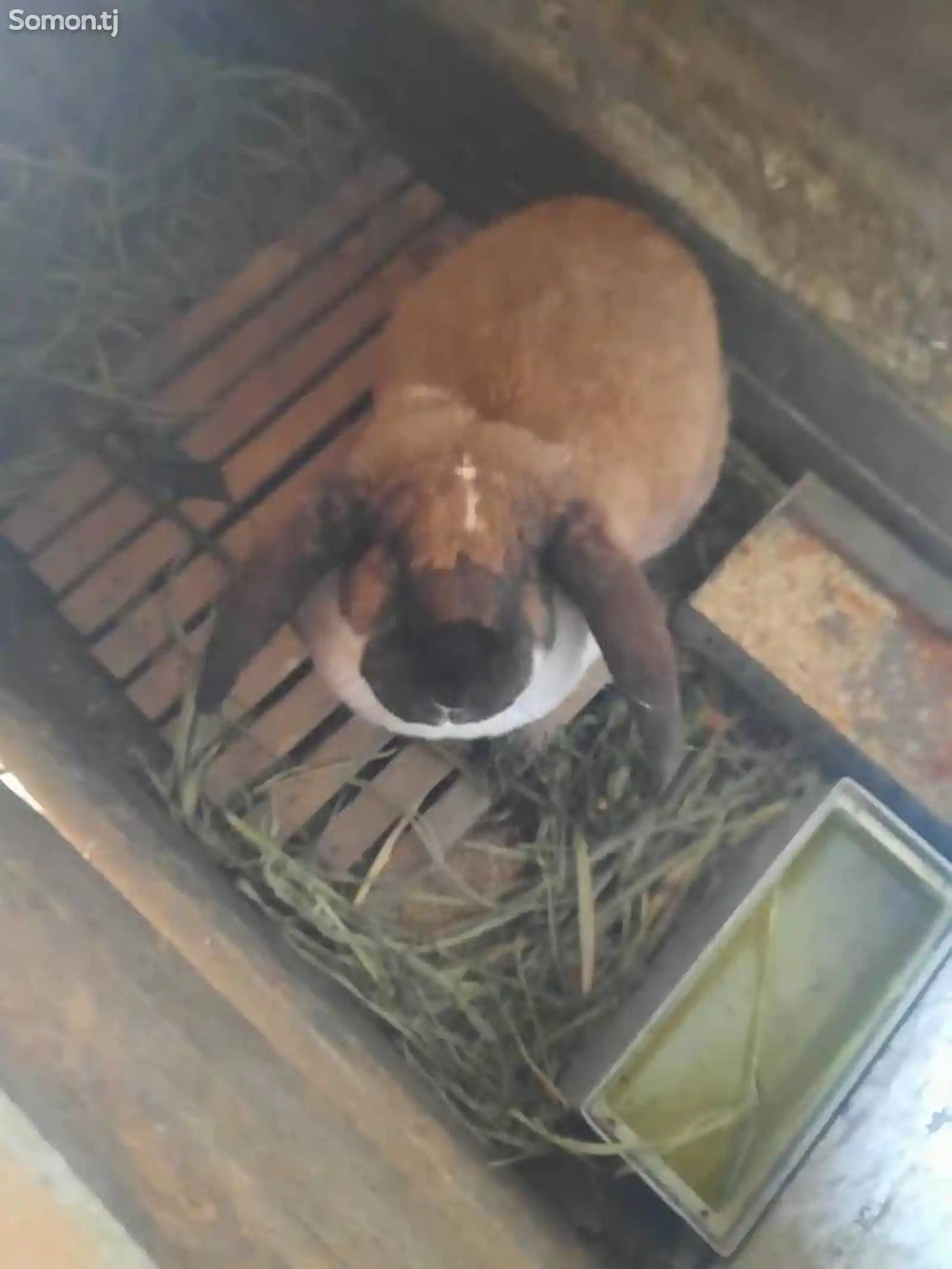 Кролик породы баран-1