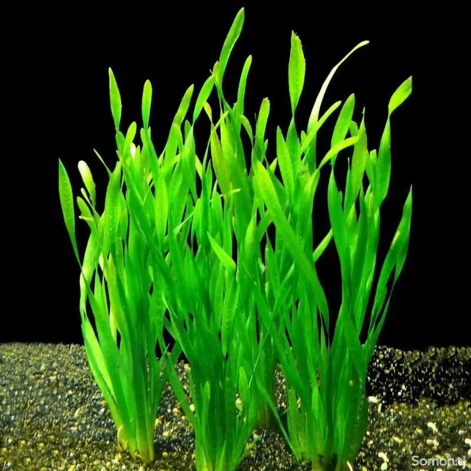 Растение аквариумное Валлиснерия спиральная-2