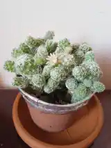 Кактус Mammillaria gracilis fragilis-2