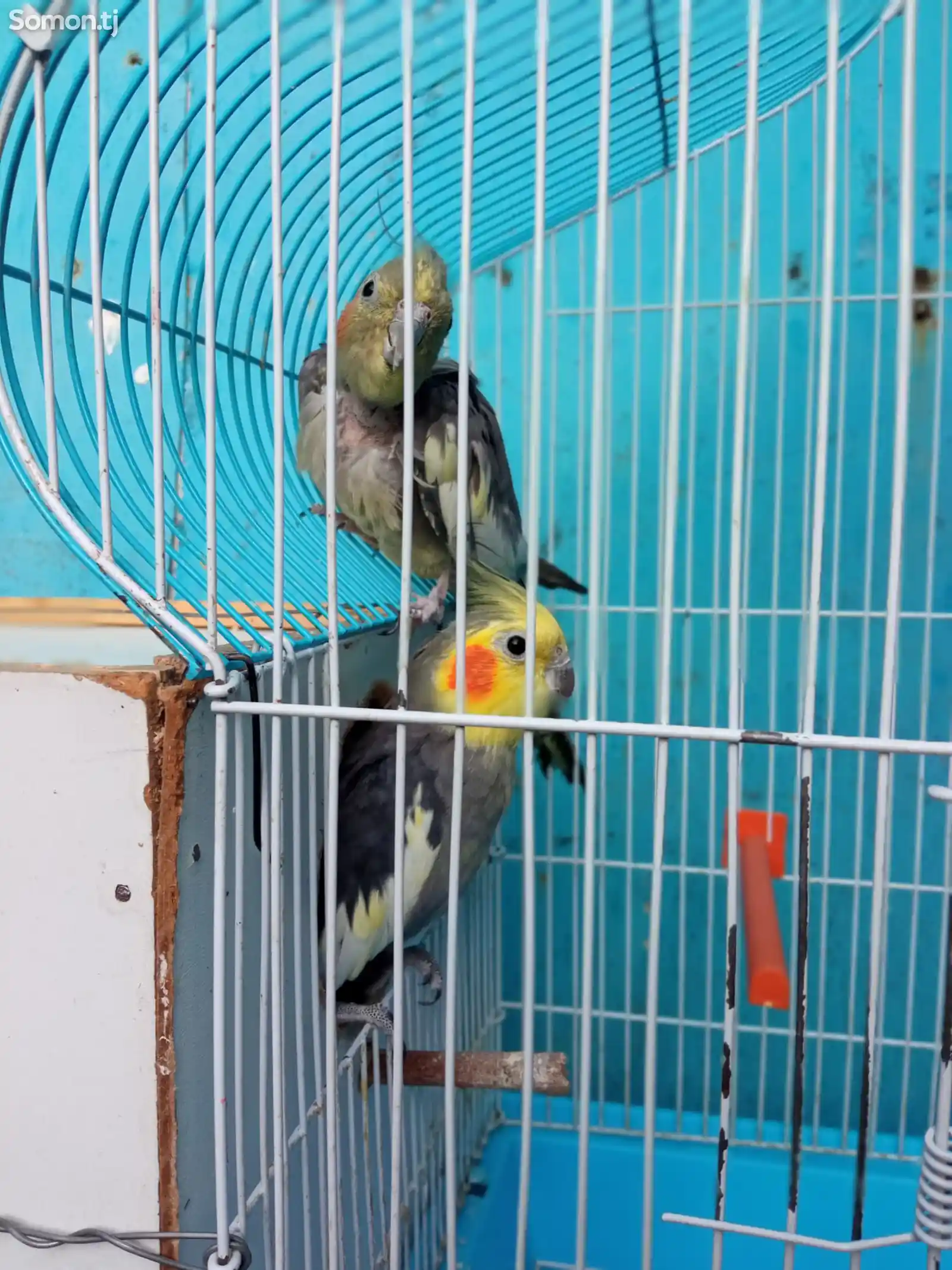 Попугай карелла-2