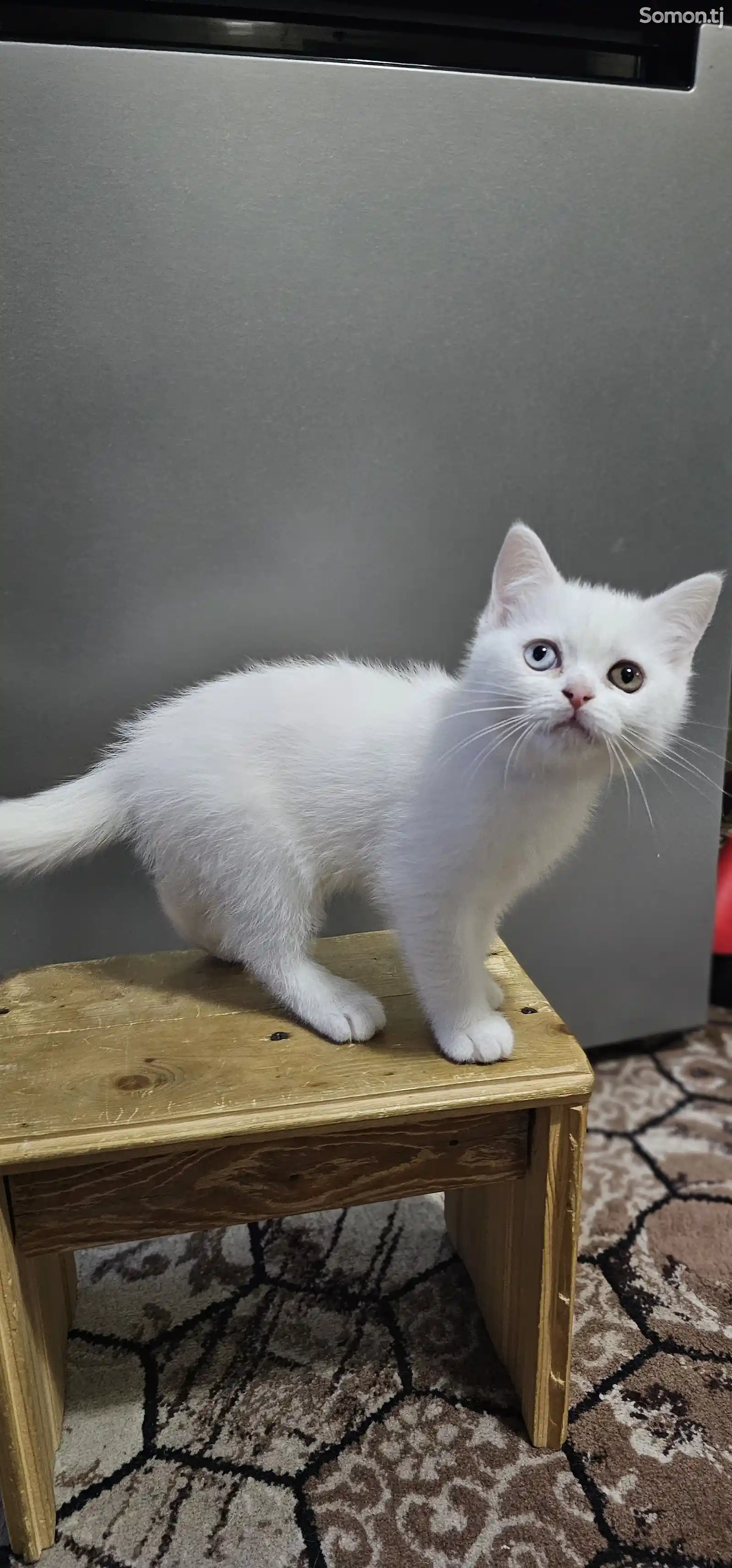 Шотландский белоснежный котёнок с разными глазами-5