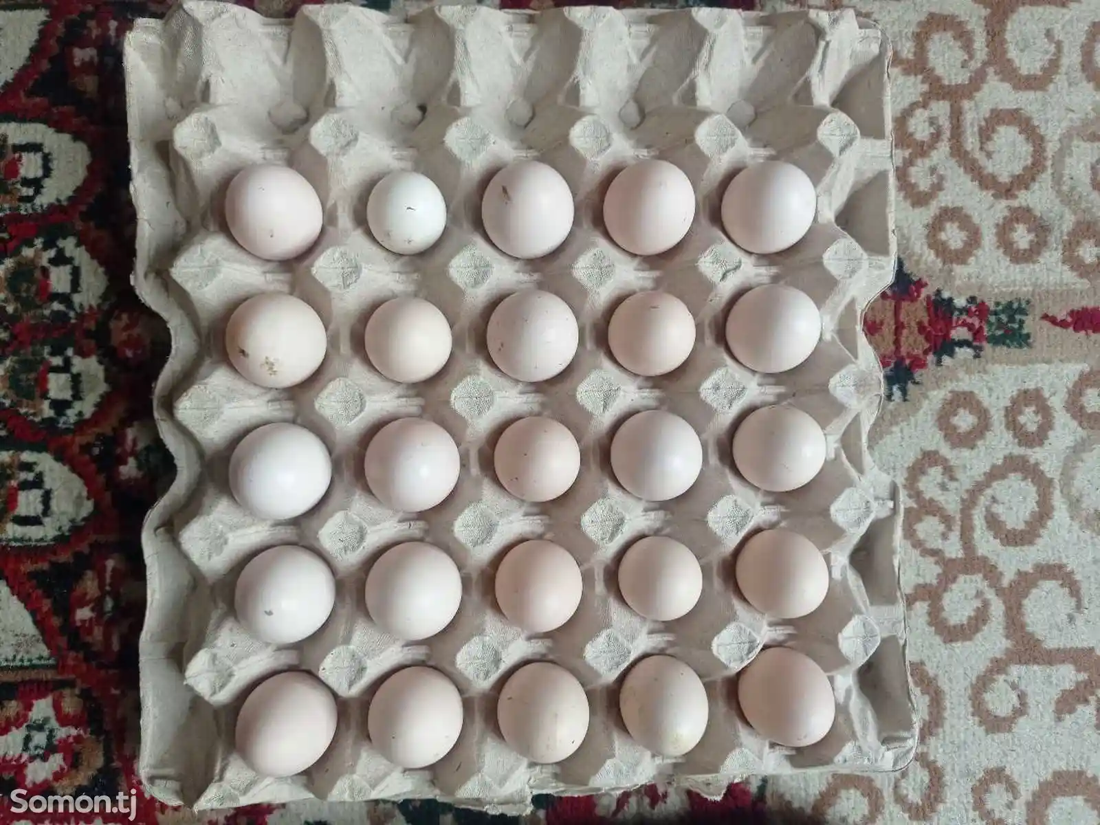 Яйца карликовая мини султанка для инкубации-8
