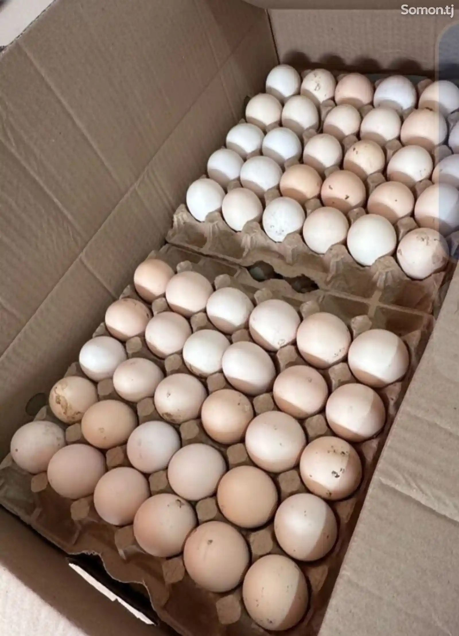 Яйца для инкубации-5