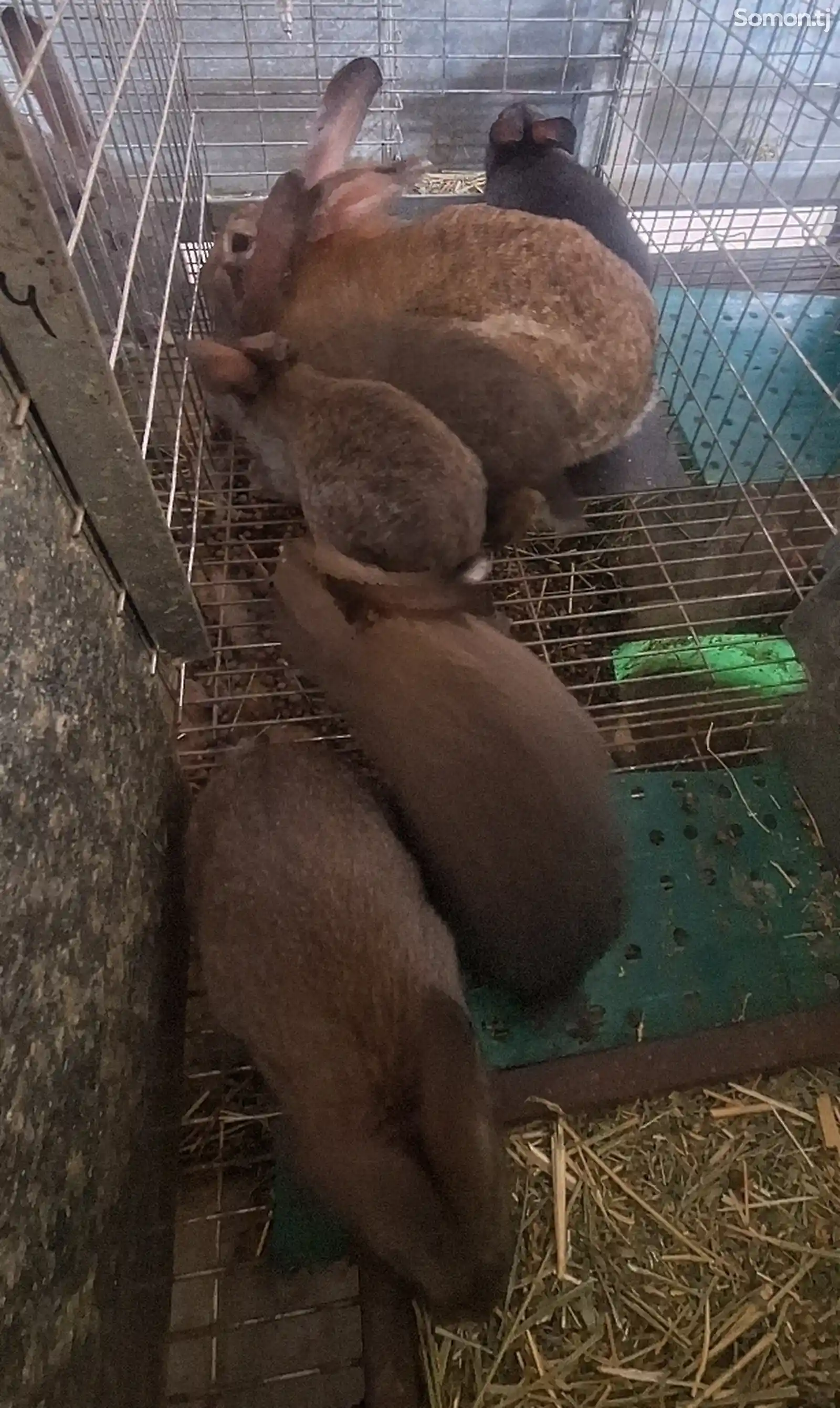 Кролик с крольчихой-1
