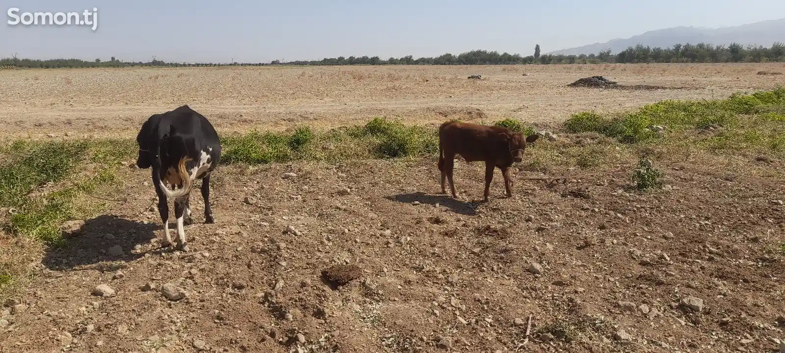 Гов бо гусолааш-1