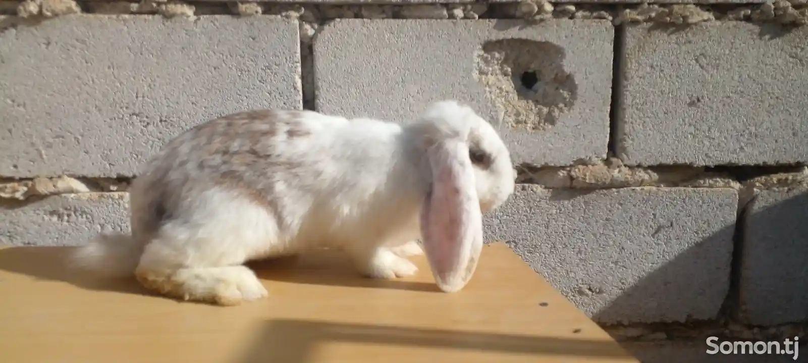 Кролик французский баран-2