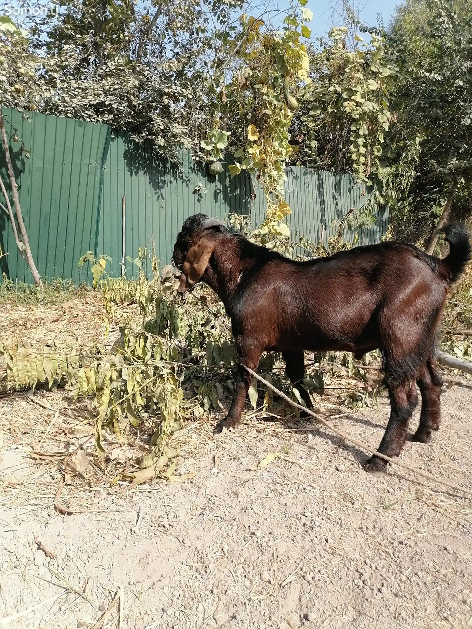 Такаи авгони-3