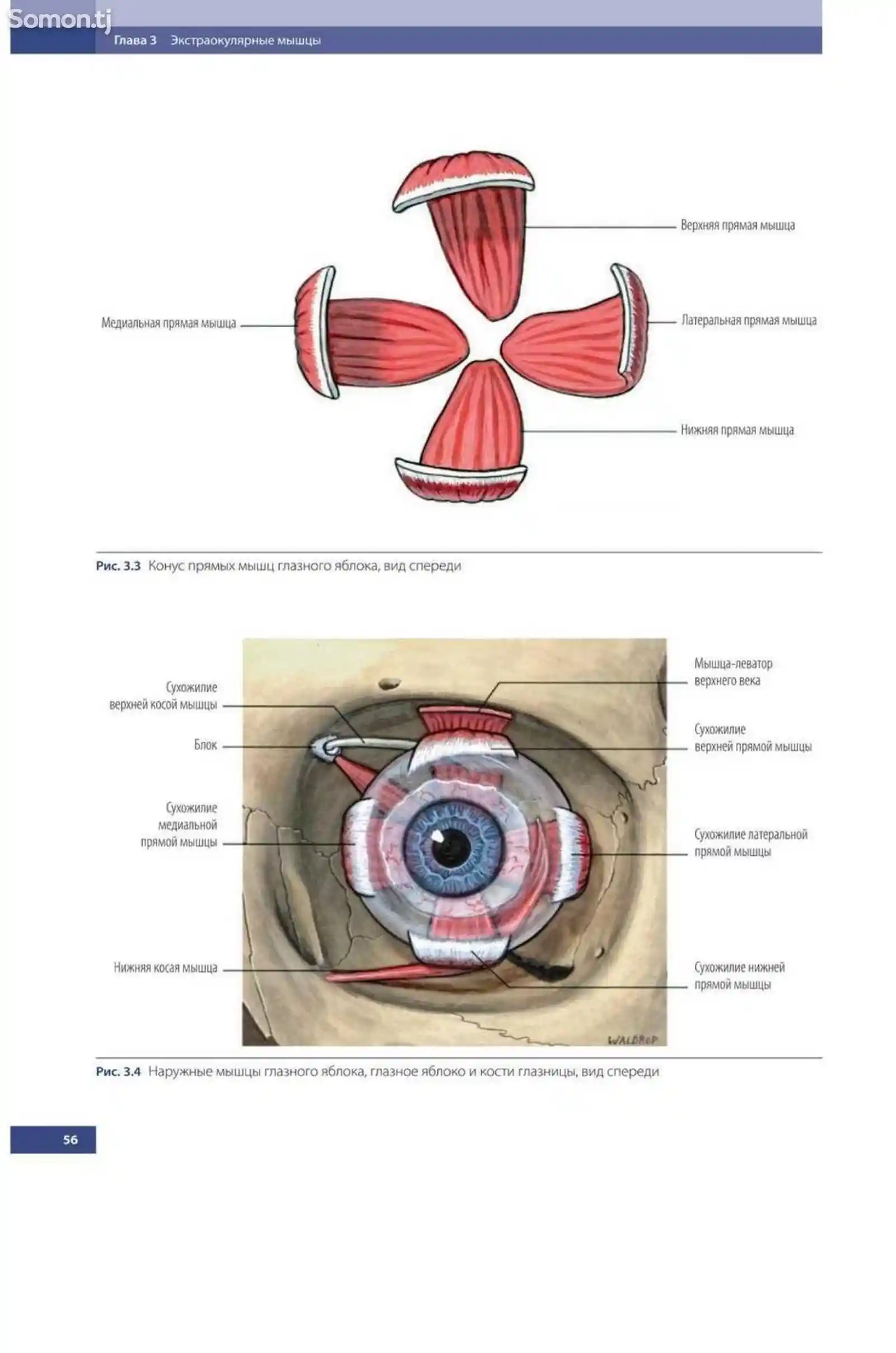 Атлас клинической анатомии глазницы-6