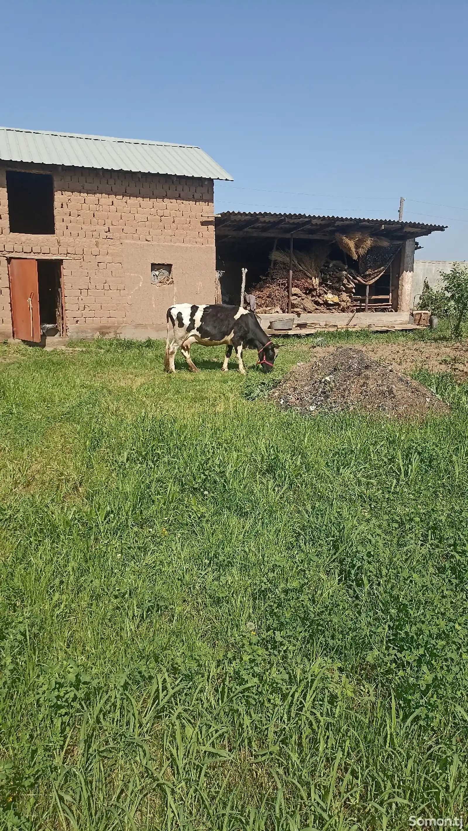 Корова черно-пестрая-1