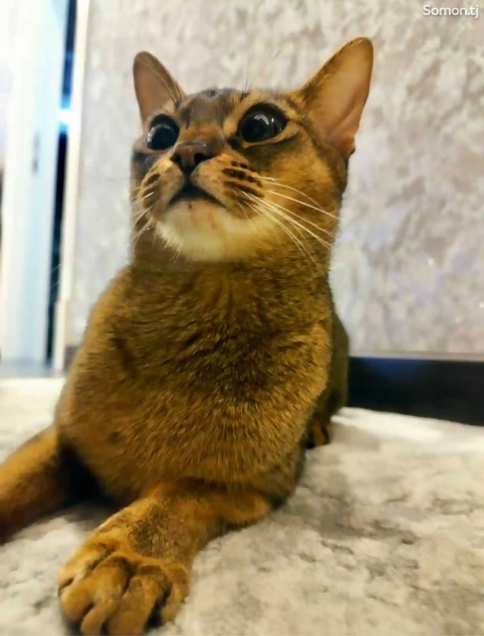 Абиссинская кошка на вязку-1