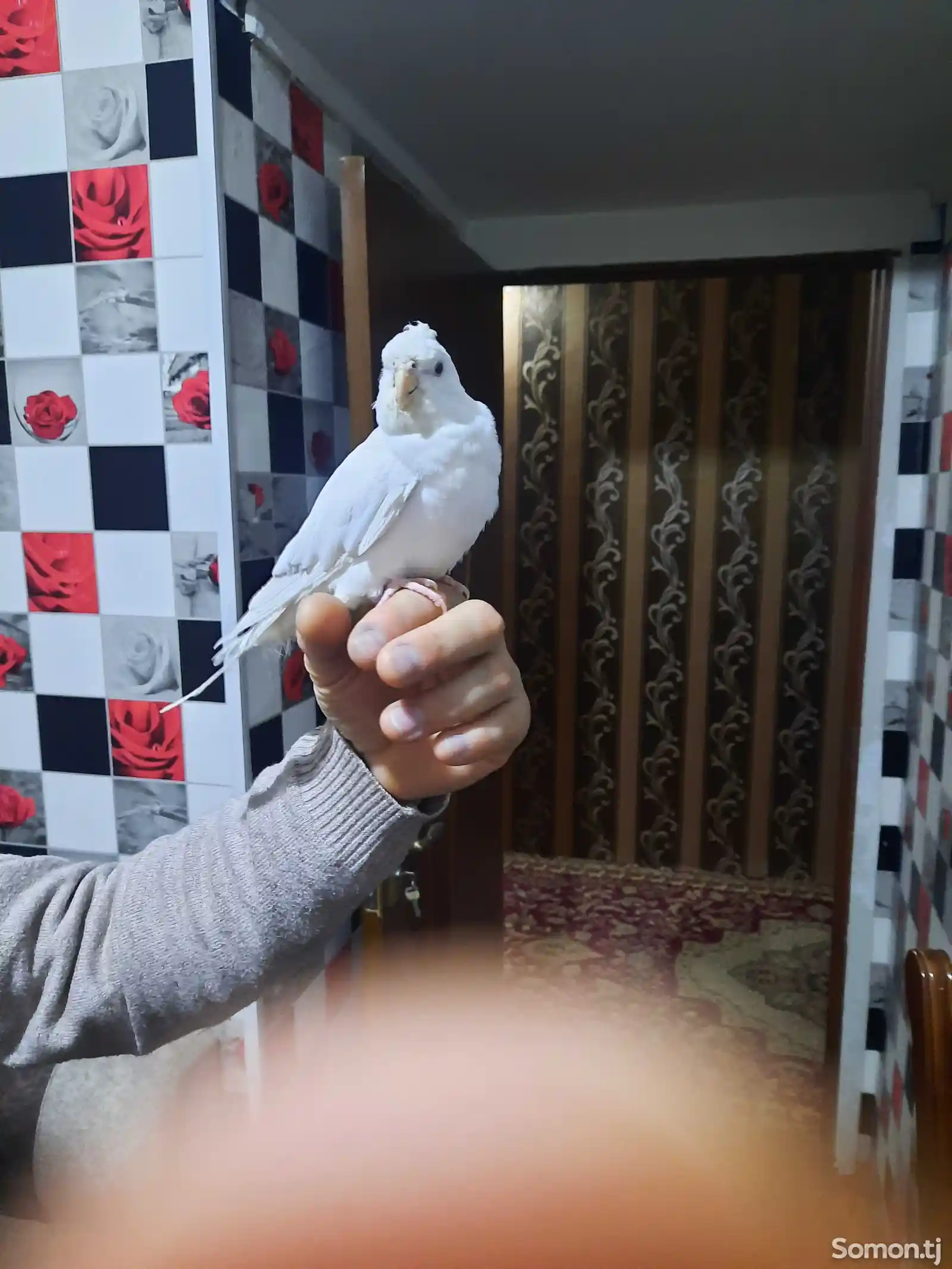 Попугай Корелла ручная-1