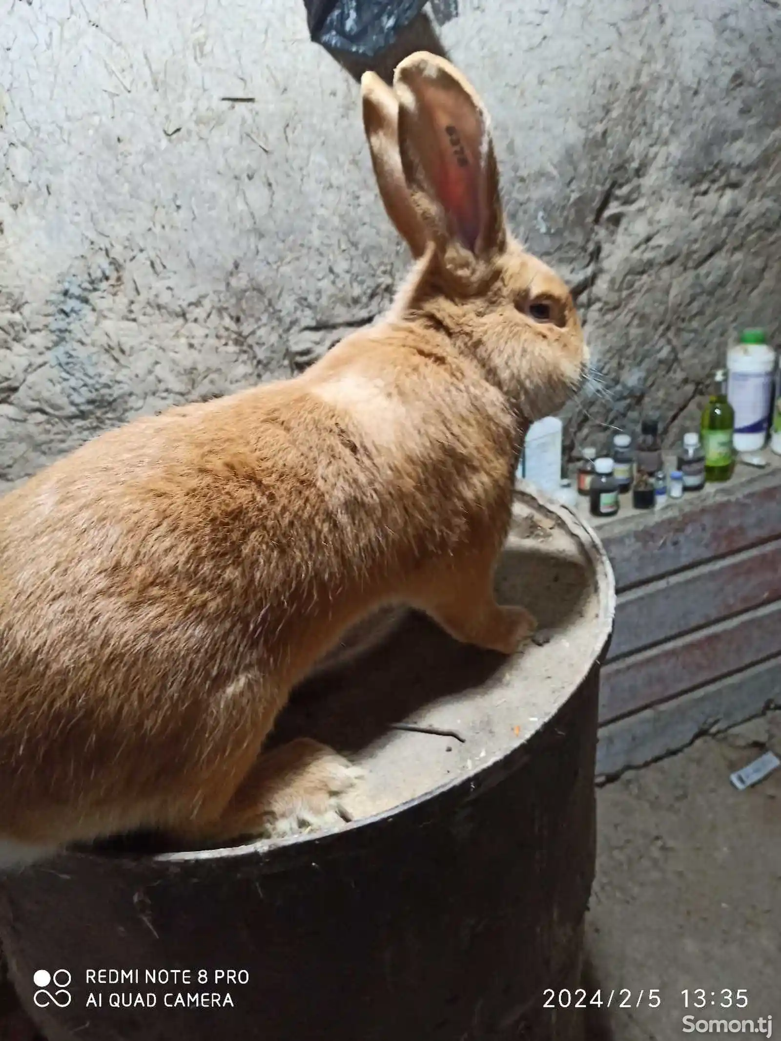 Кролики Бургунд-2