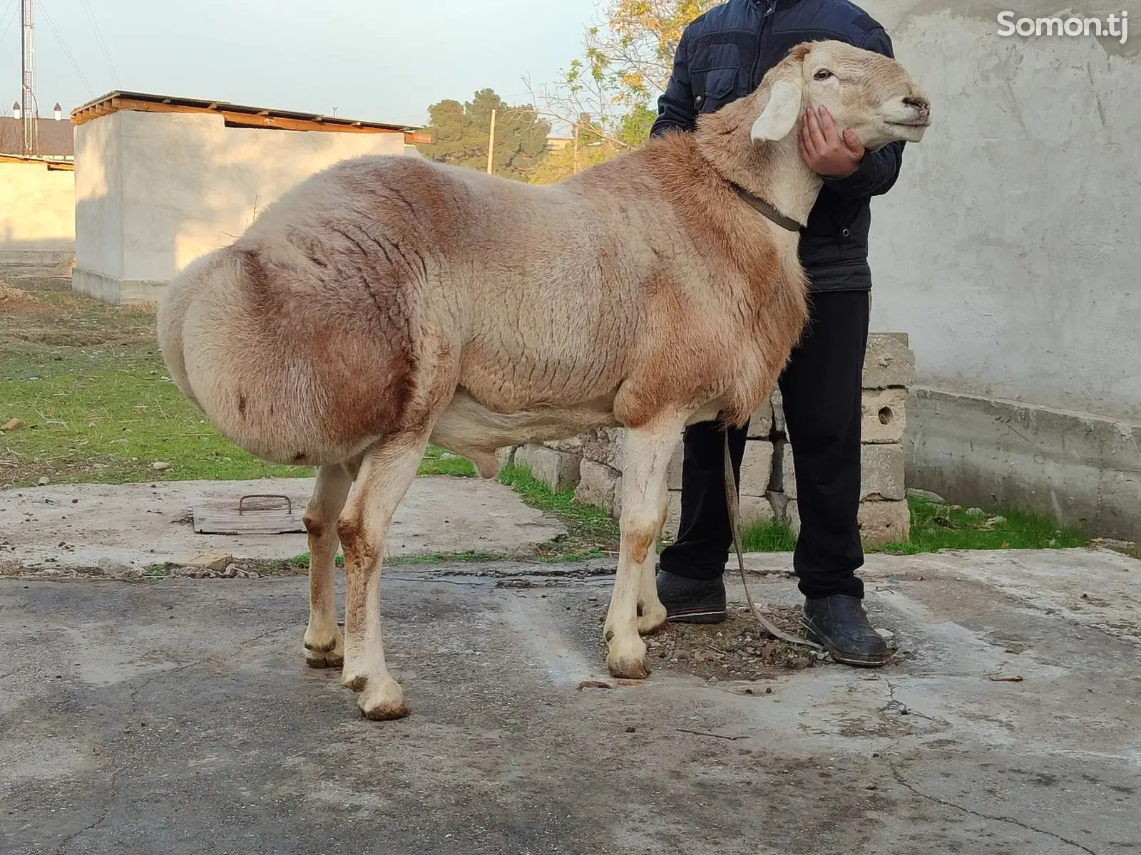 Гусфанди авгони-1