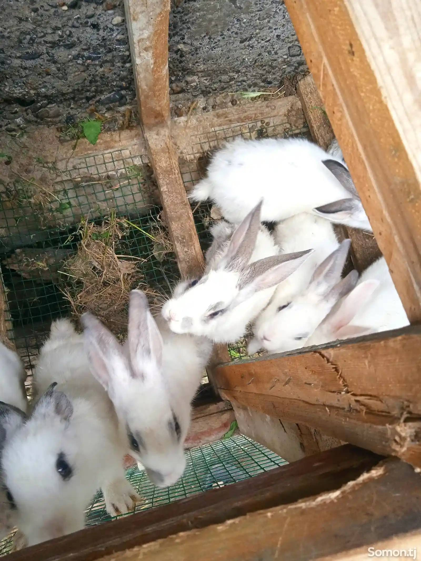 Кролики-6
