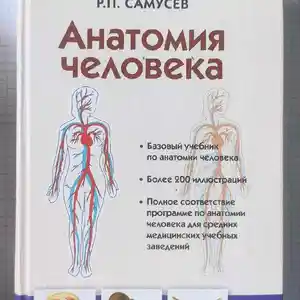 Анатомия человека Самусев