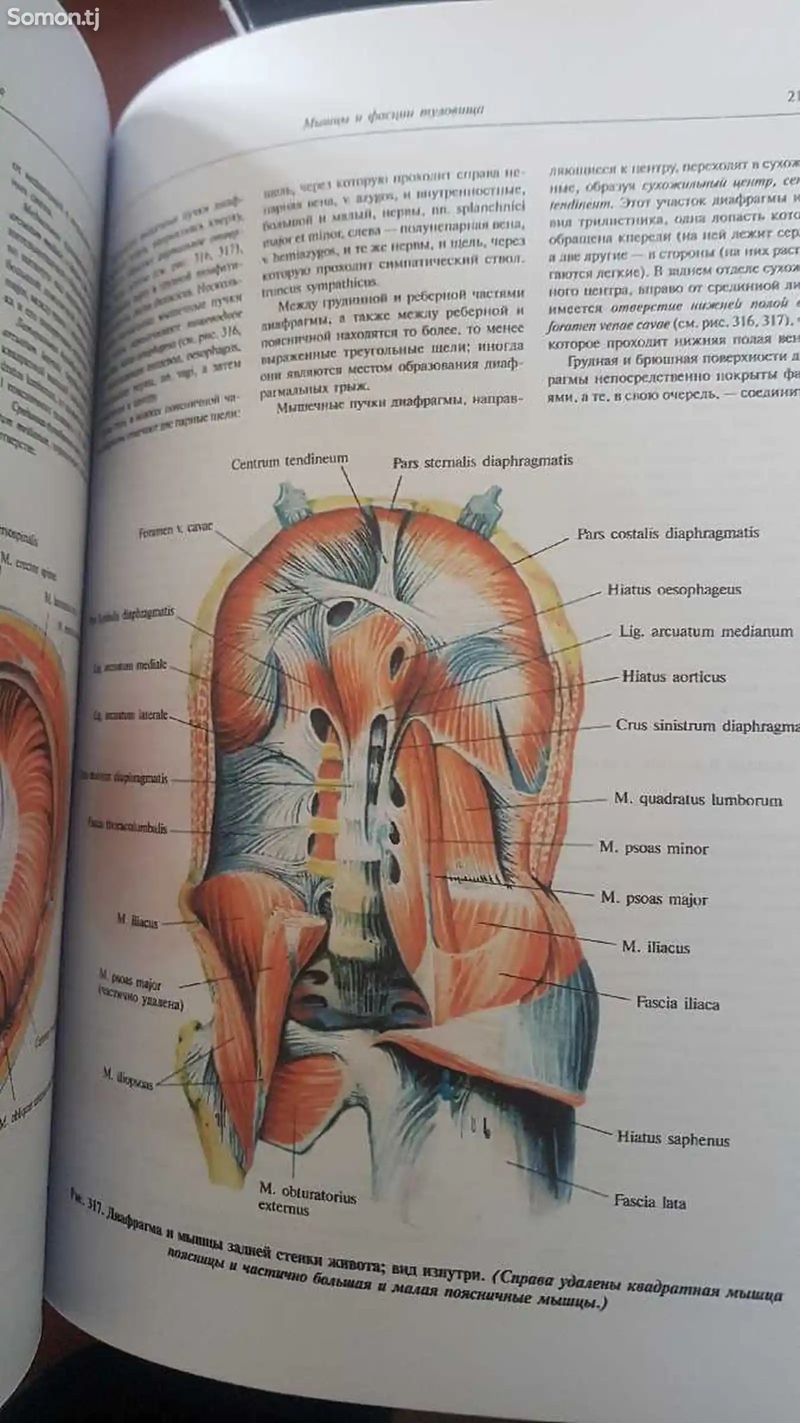 Учебник- Атлас анатомии человека Синельников-2