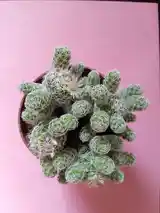 Кактус Mammillaria gracilis fragilis-5