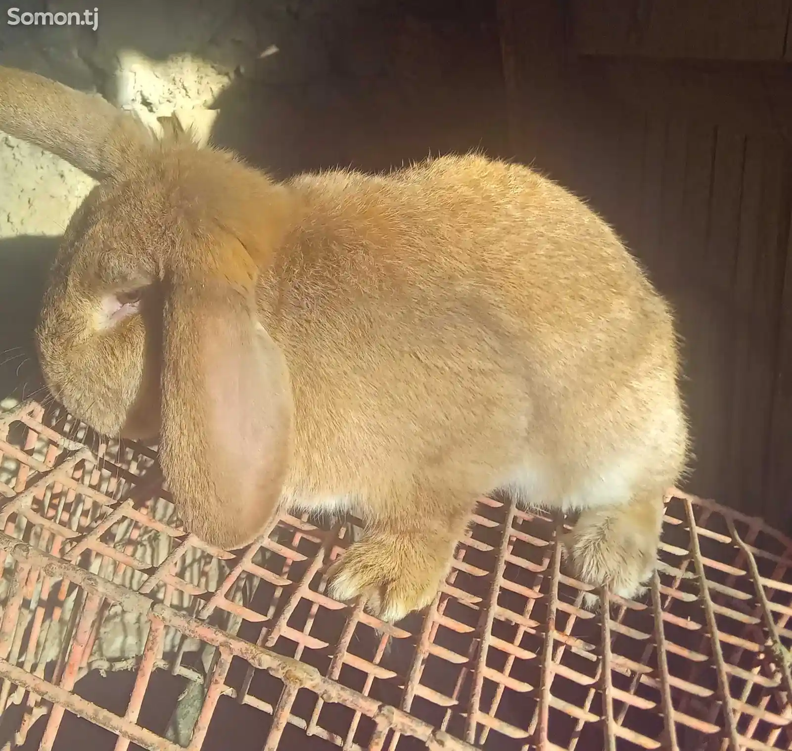 Кролик породы Французский баран-2