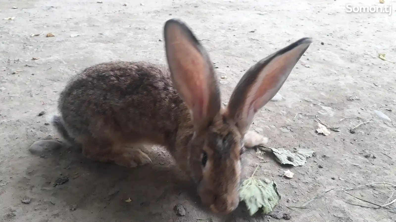Кролик-4