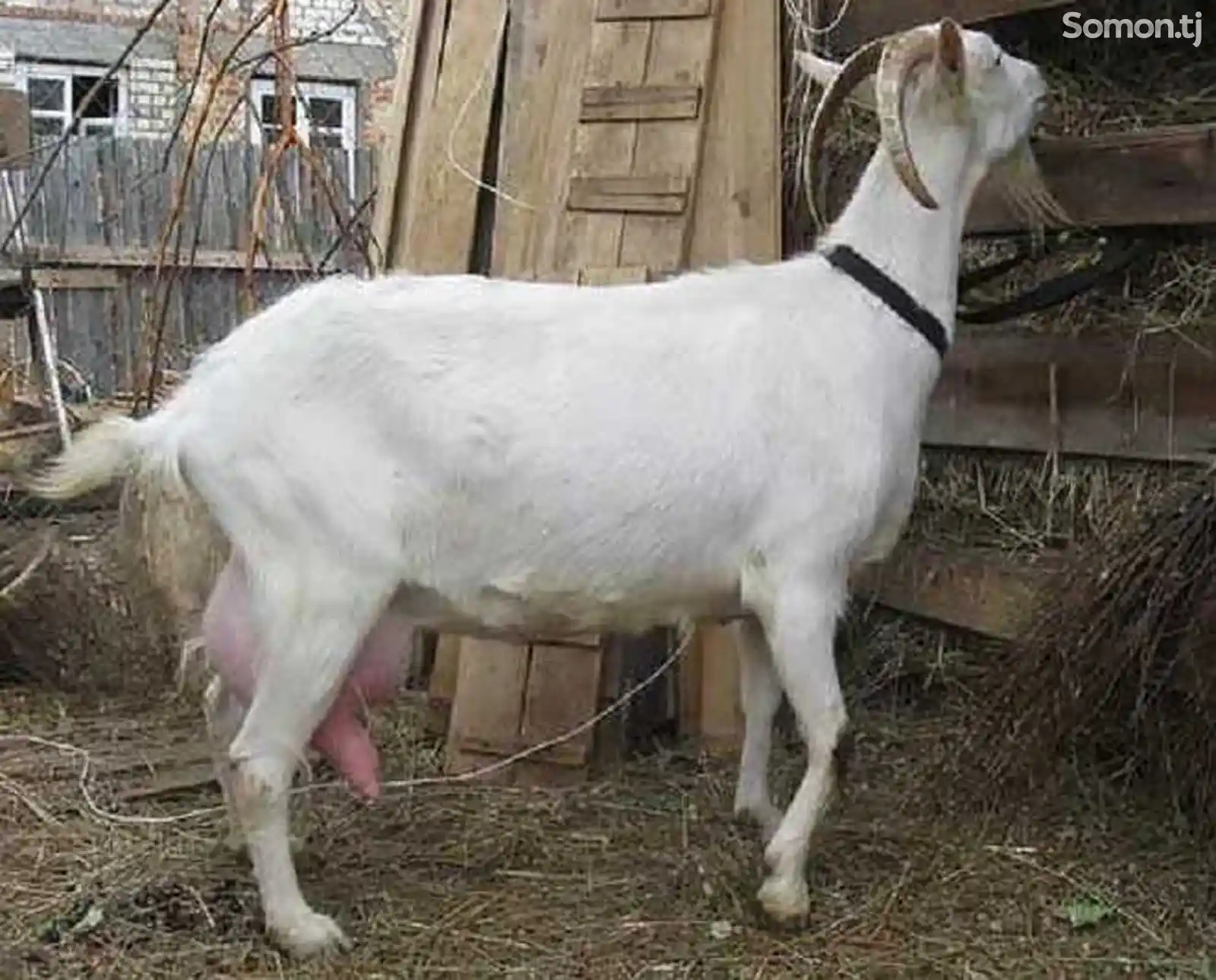 Вязка коз-3