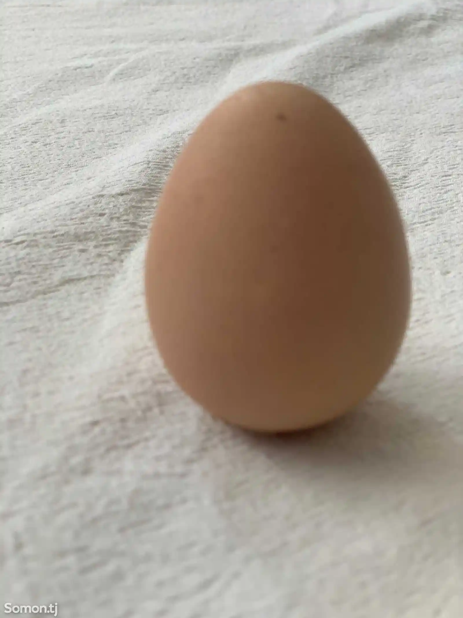 Инкубационные яйца цесарки-1