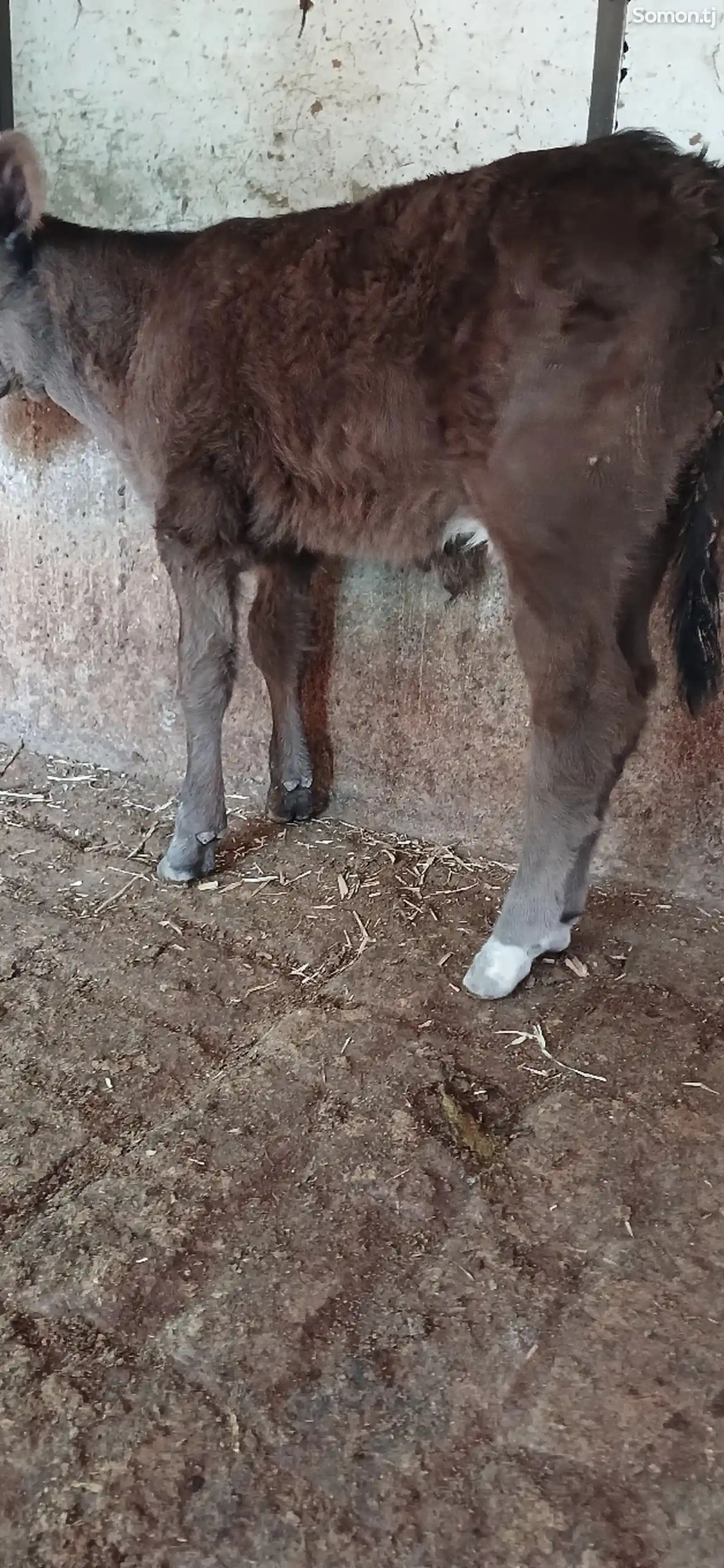 Гусолаи букачаи ширхур мархамат-1