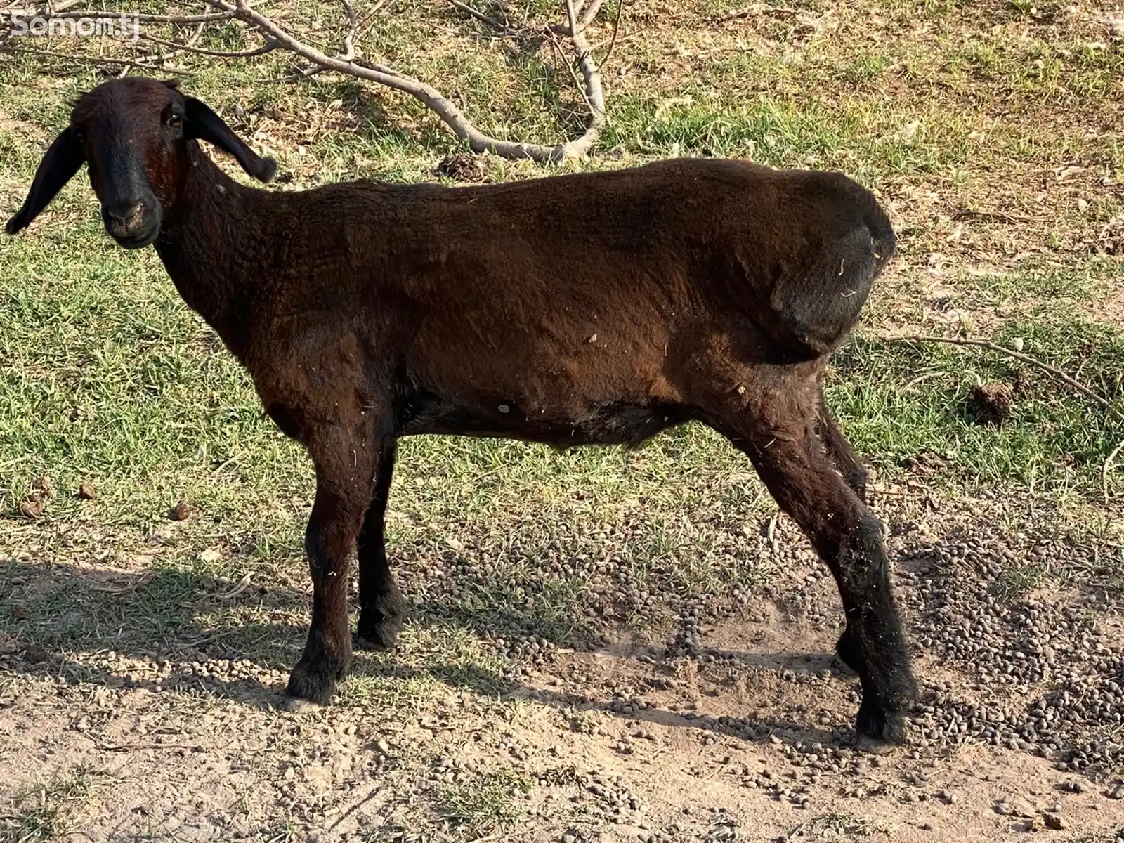 Гуспанд мода-1