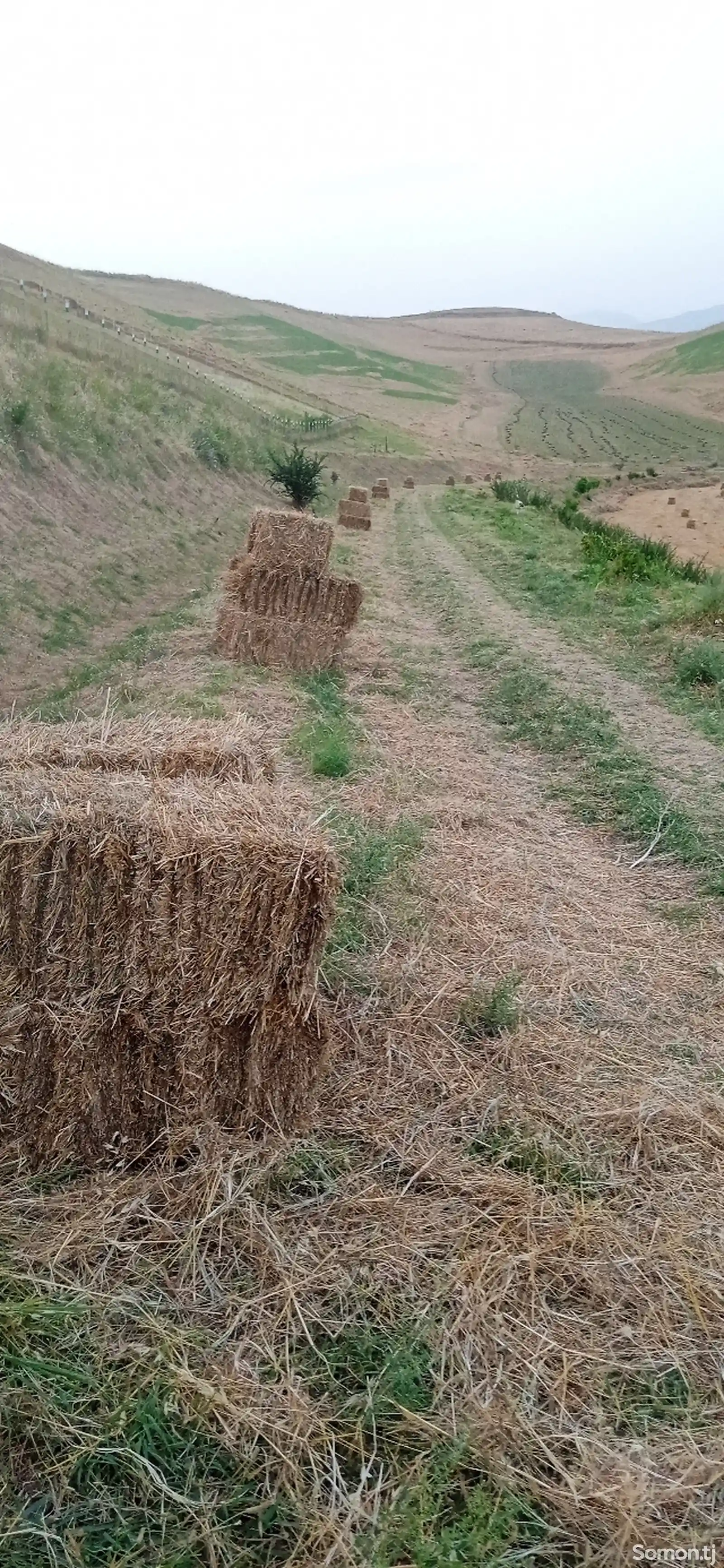 Пресси алаф-1