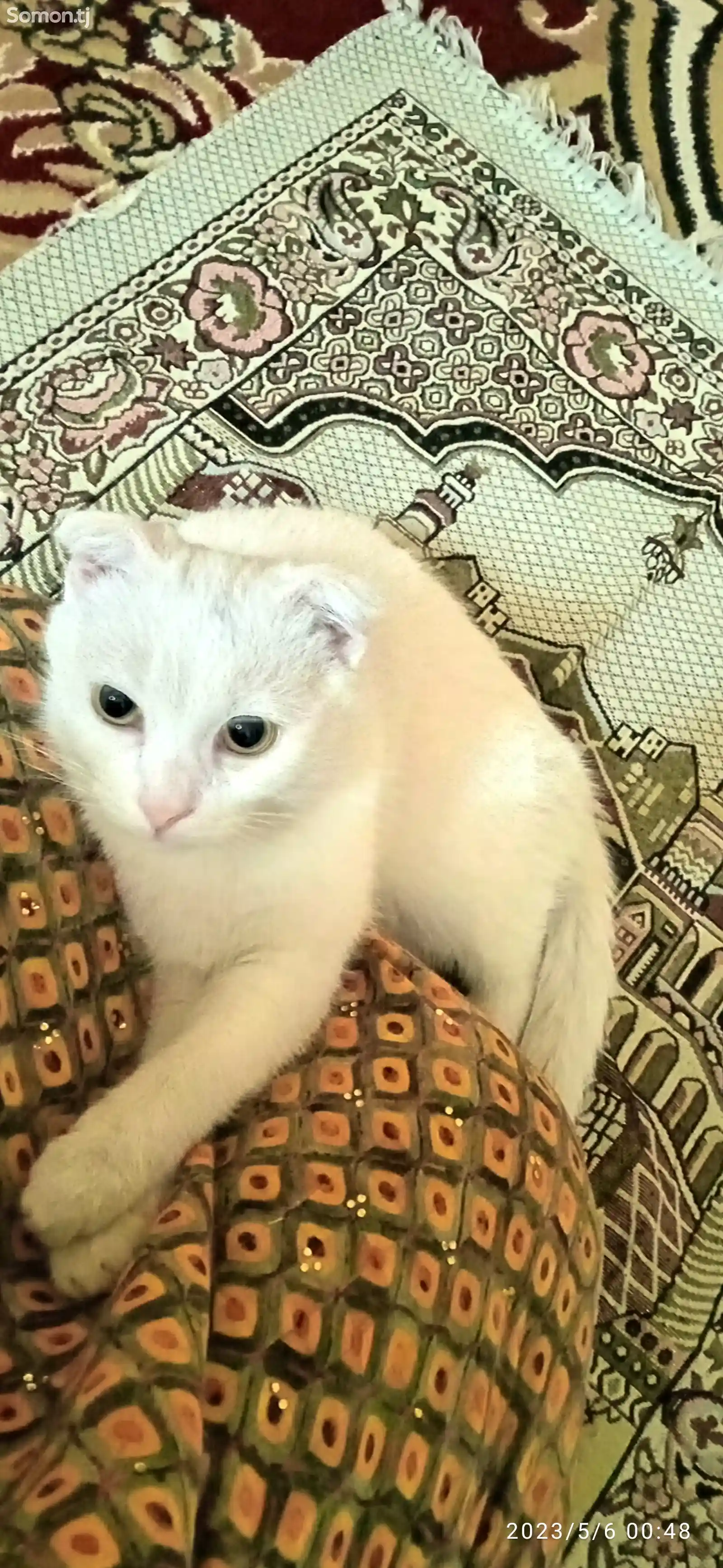 Кот породы Скоттиш Фолд на вязку-1