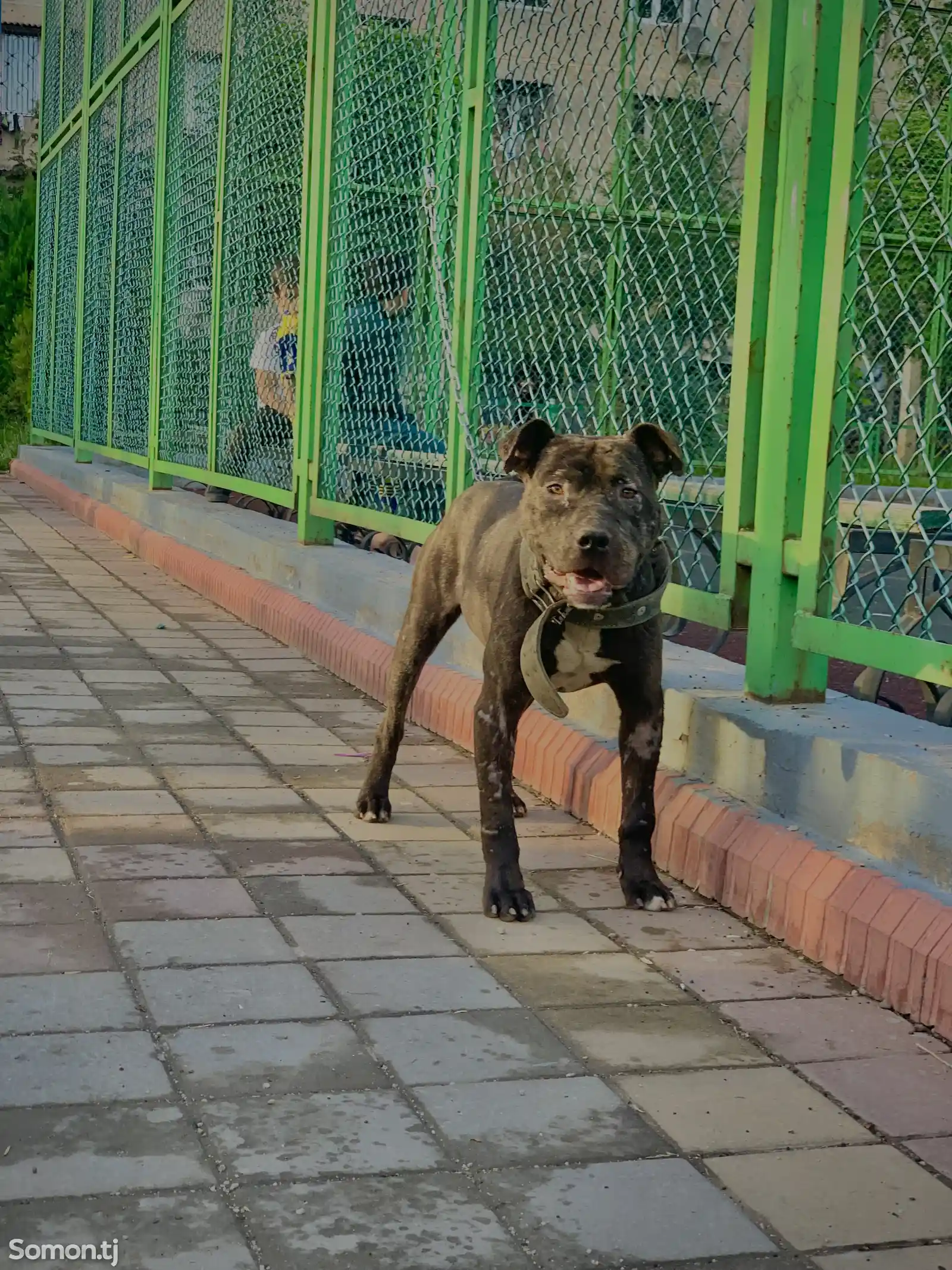 Собака Питбуль-1