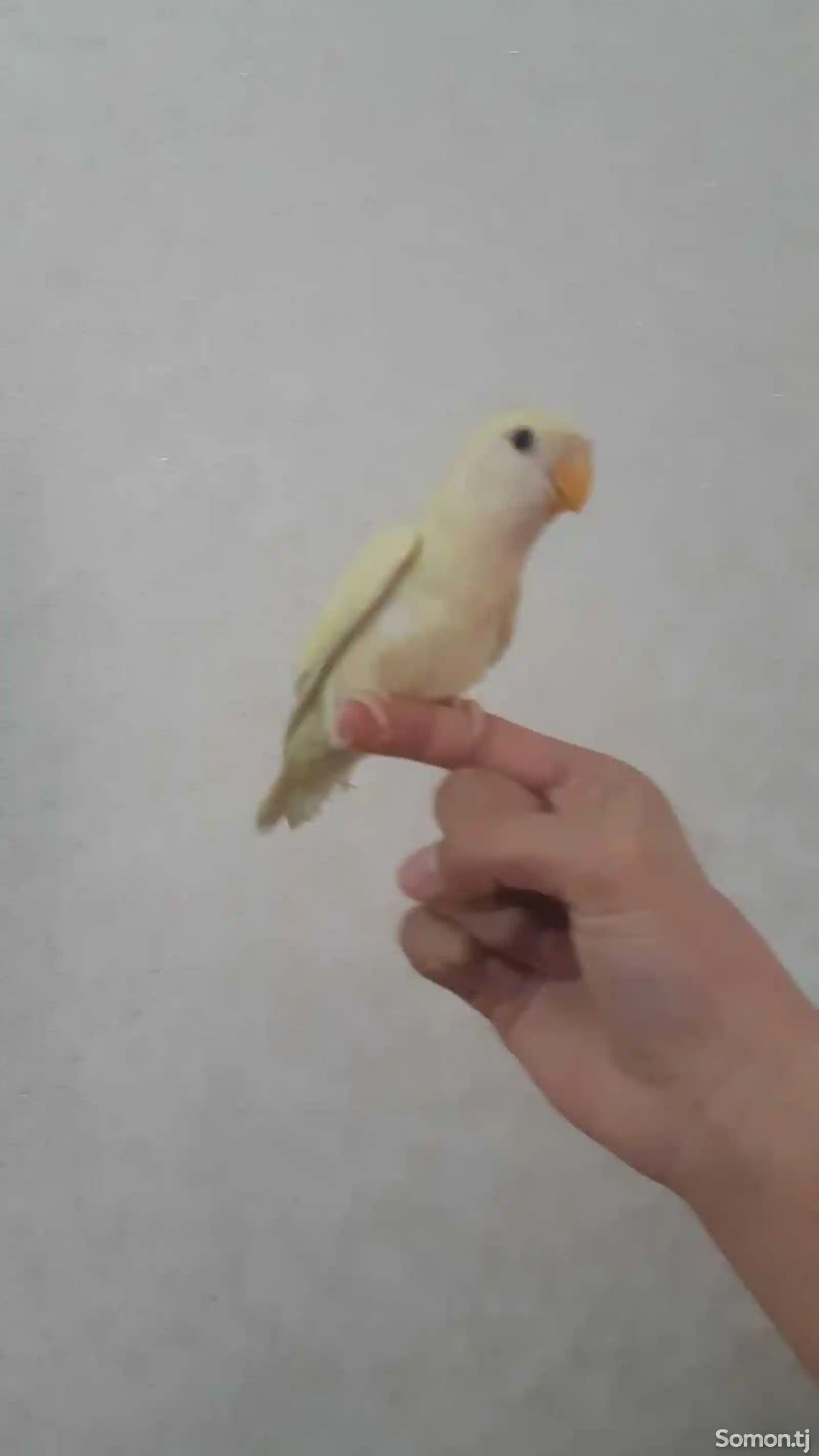 Ручной попугай-2