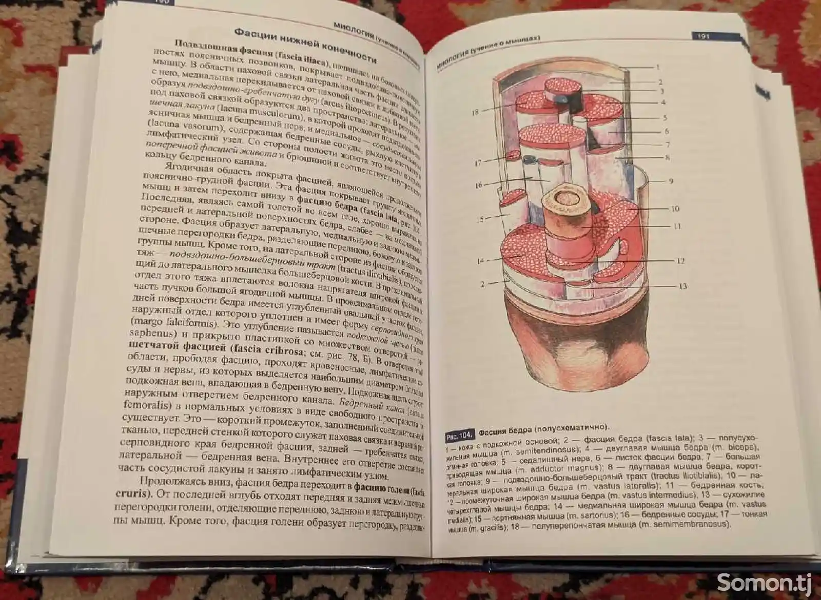 Книга Атлас анатомии человека-6