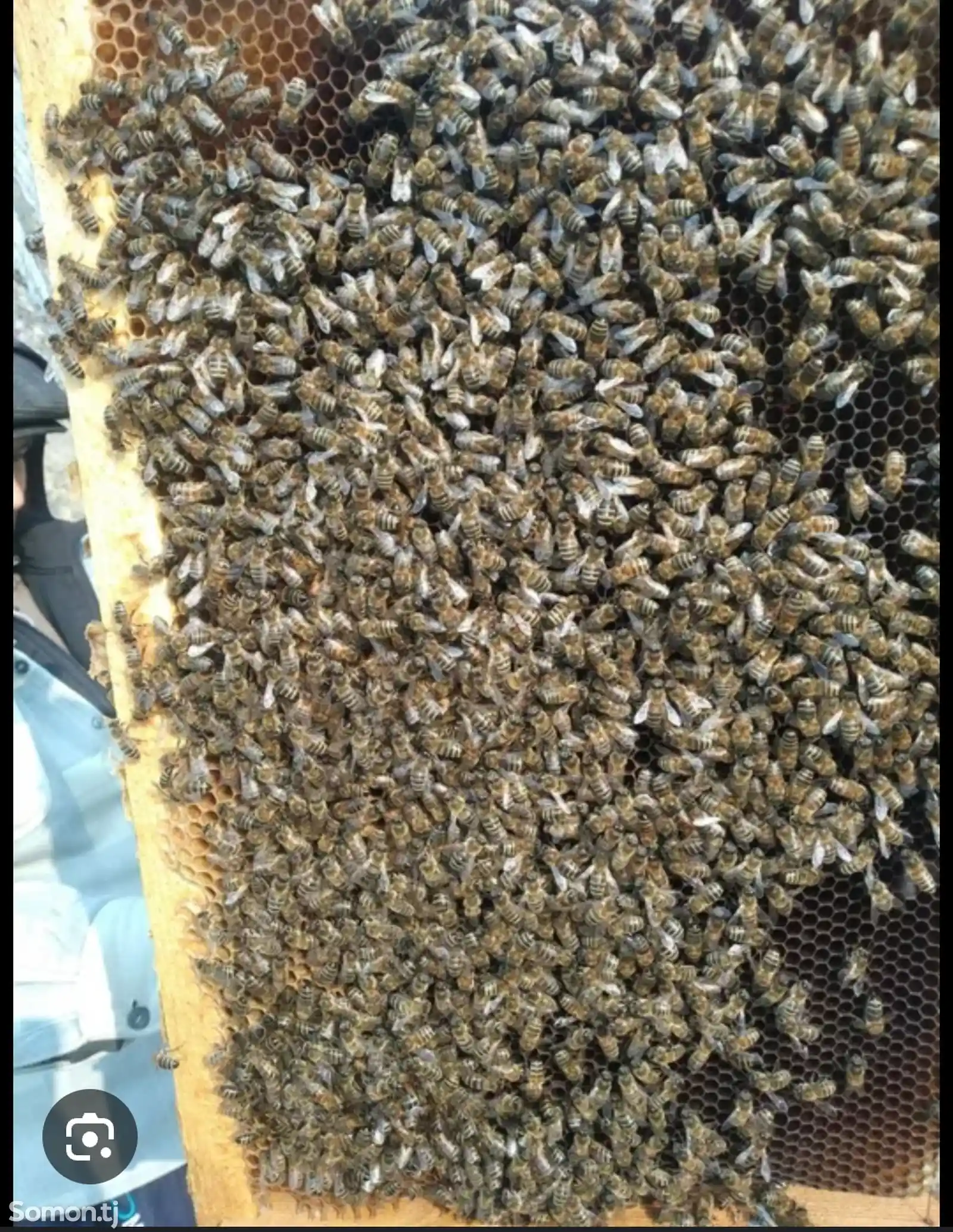 Пчелы-2