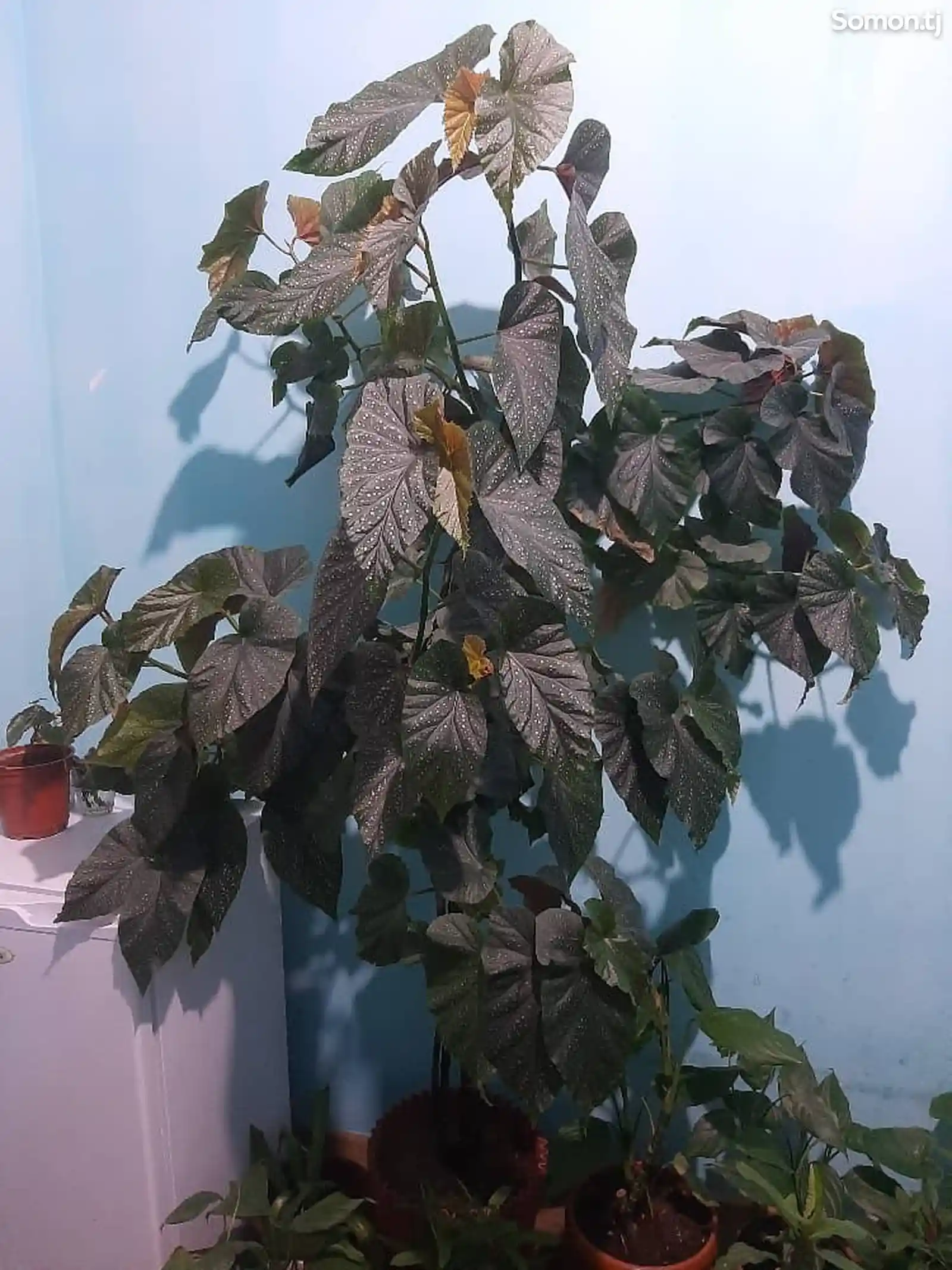 Комнатное растения-2
