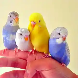Попугаи