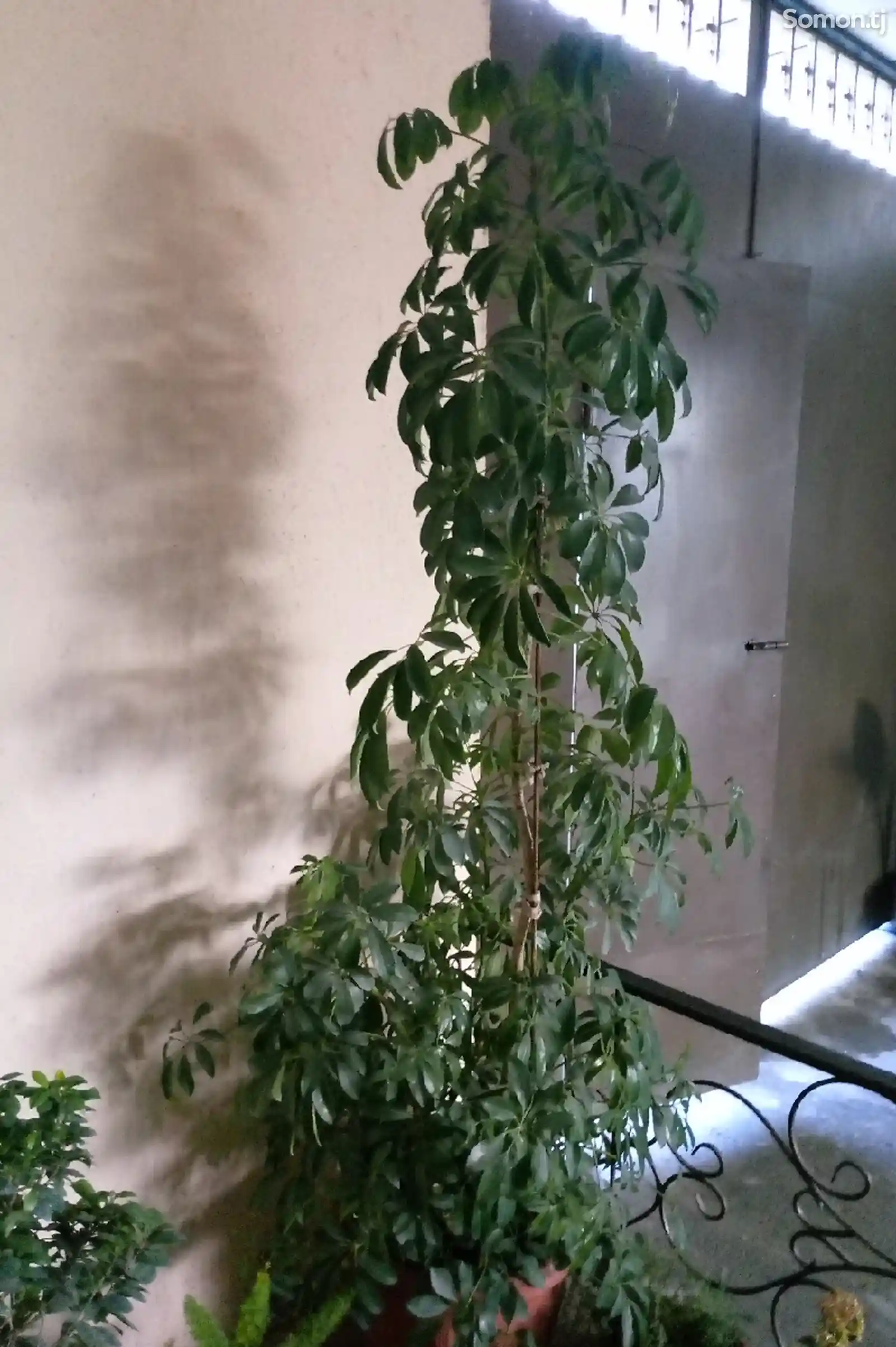 Комнатное растение шефлера-4