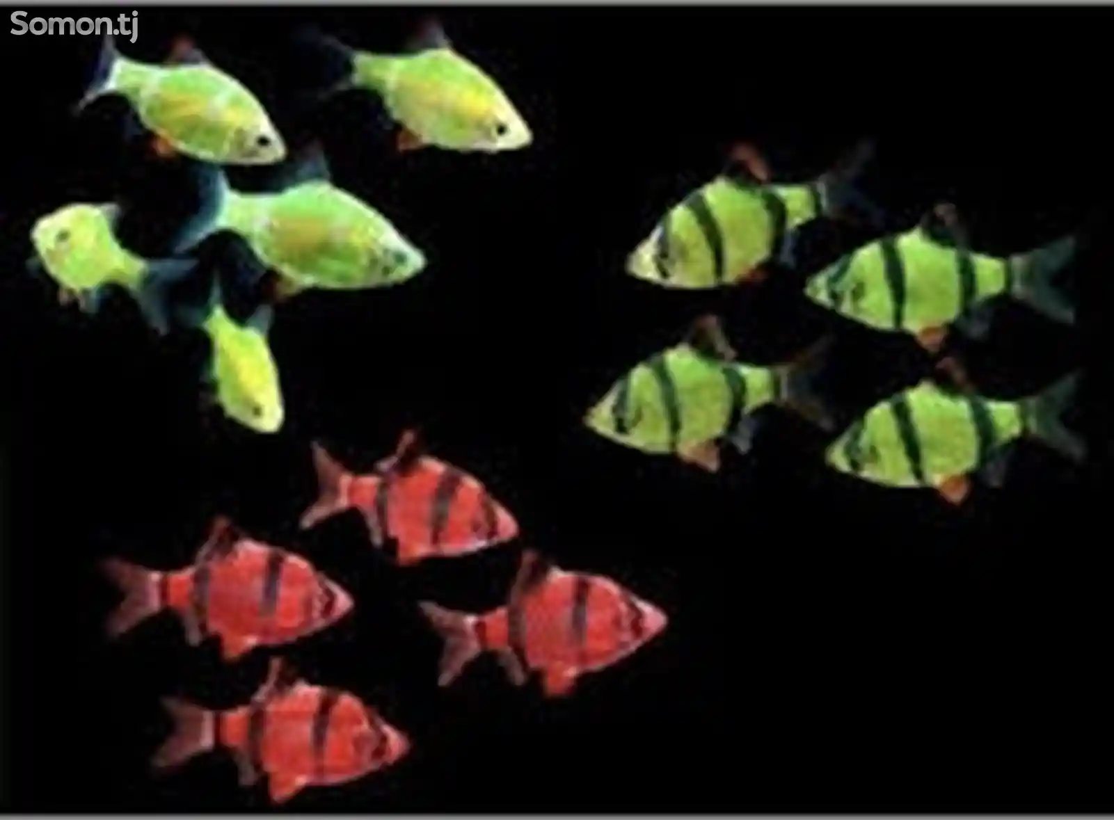 Барбус Гонконг GloFish-1