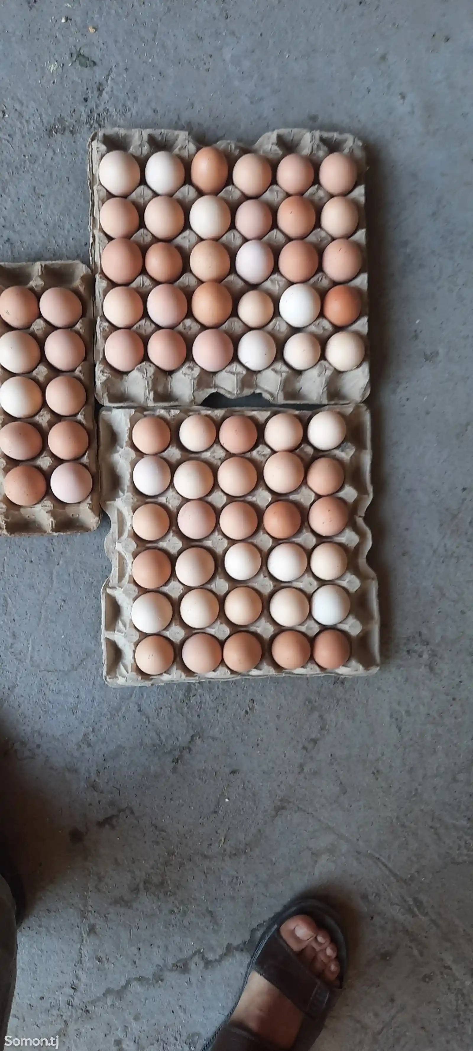 Яйца для инкубации ломан брауна