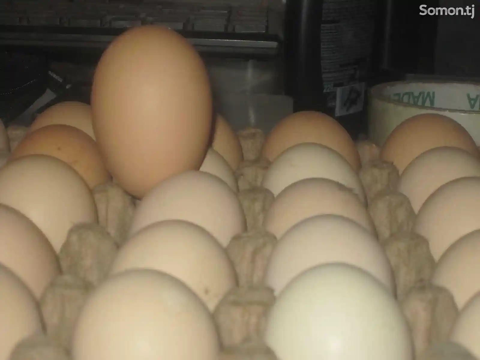 Яйца кур породы дакан-2