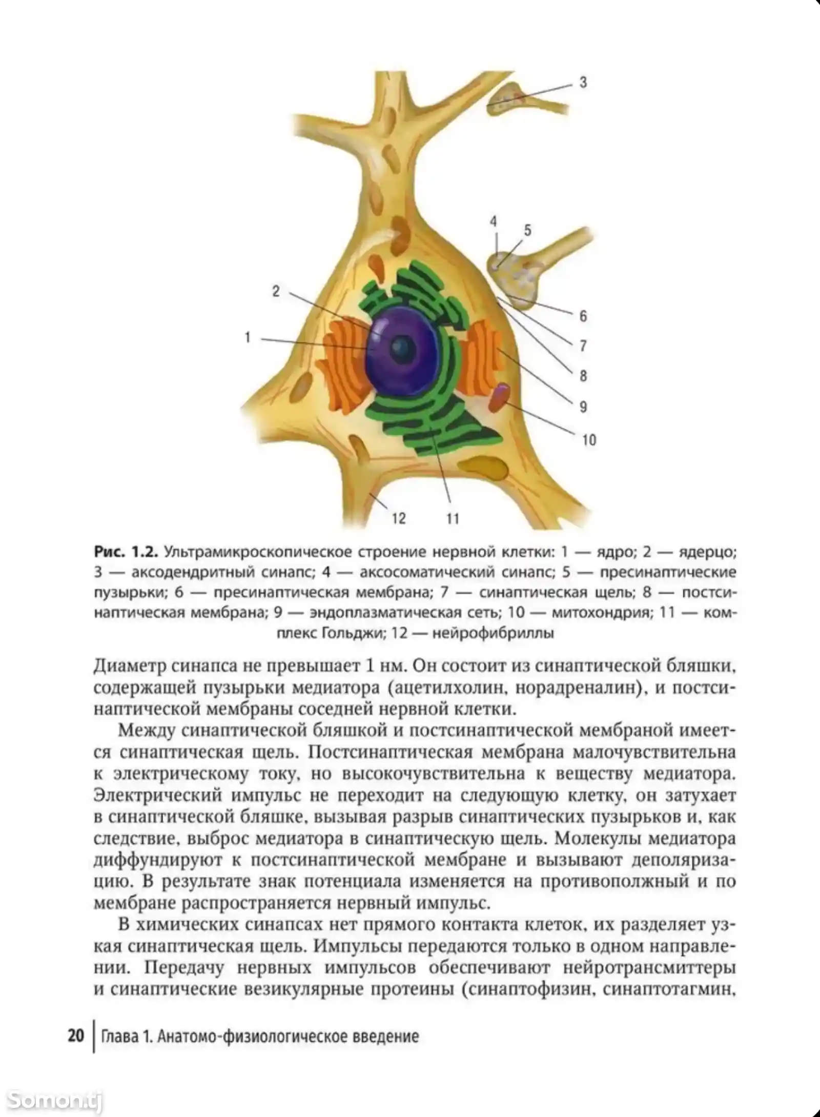 Книга Туннельные компрессионно ишемические монои мультиневропатии-6