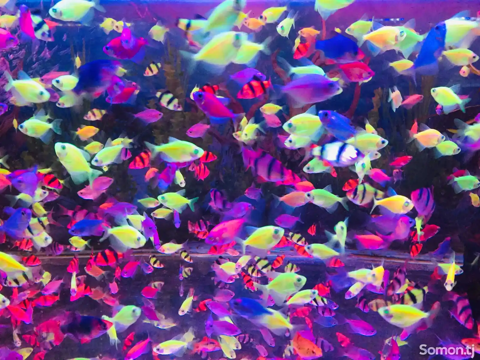 Рыбки Glo Fish-2