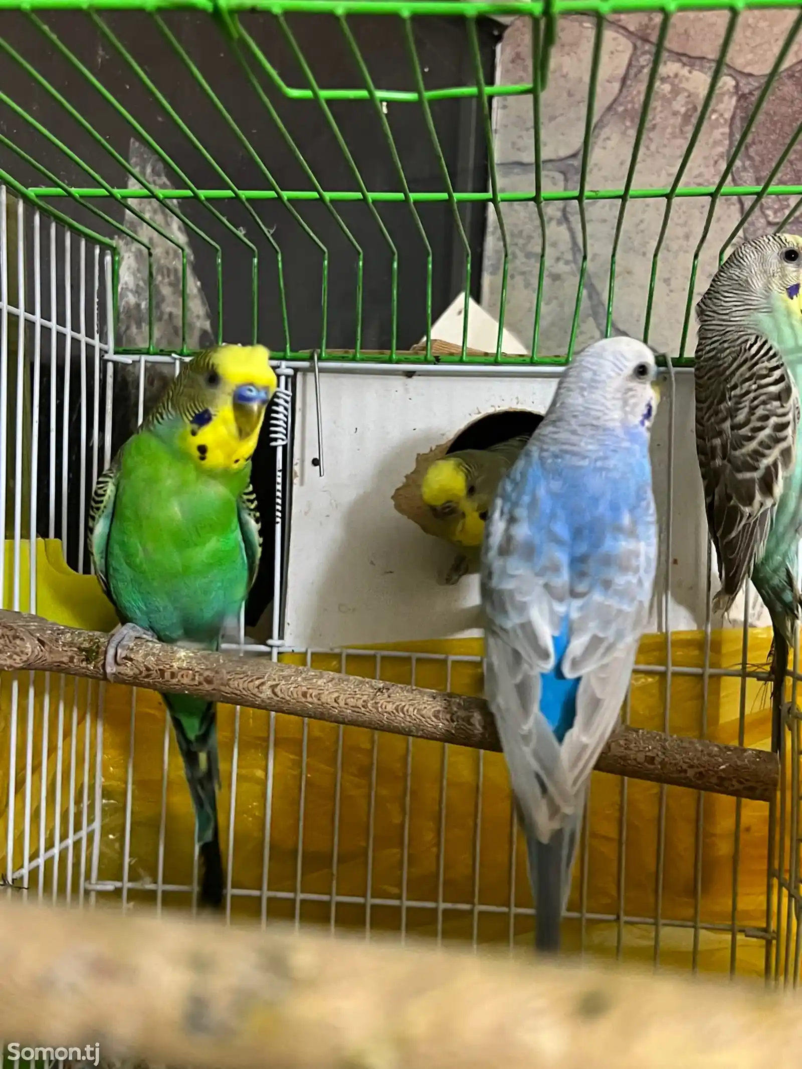 Волнистые попугаи-4